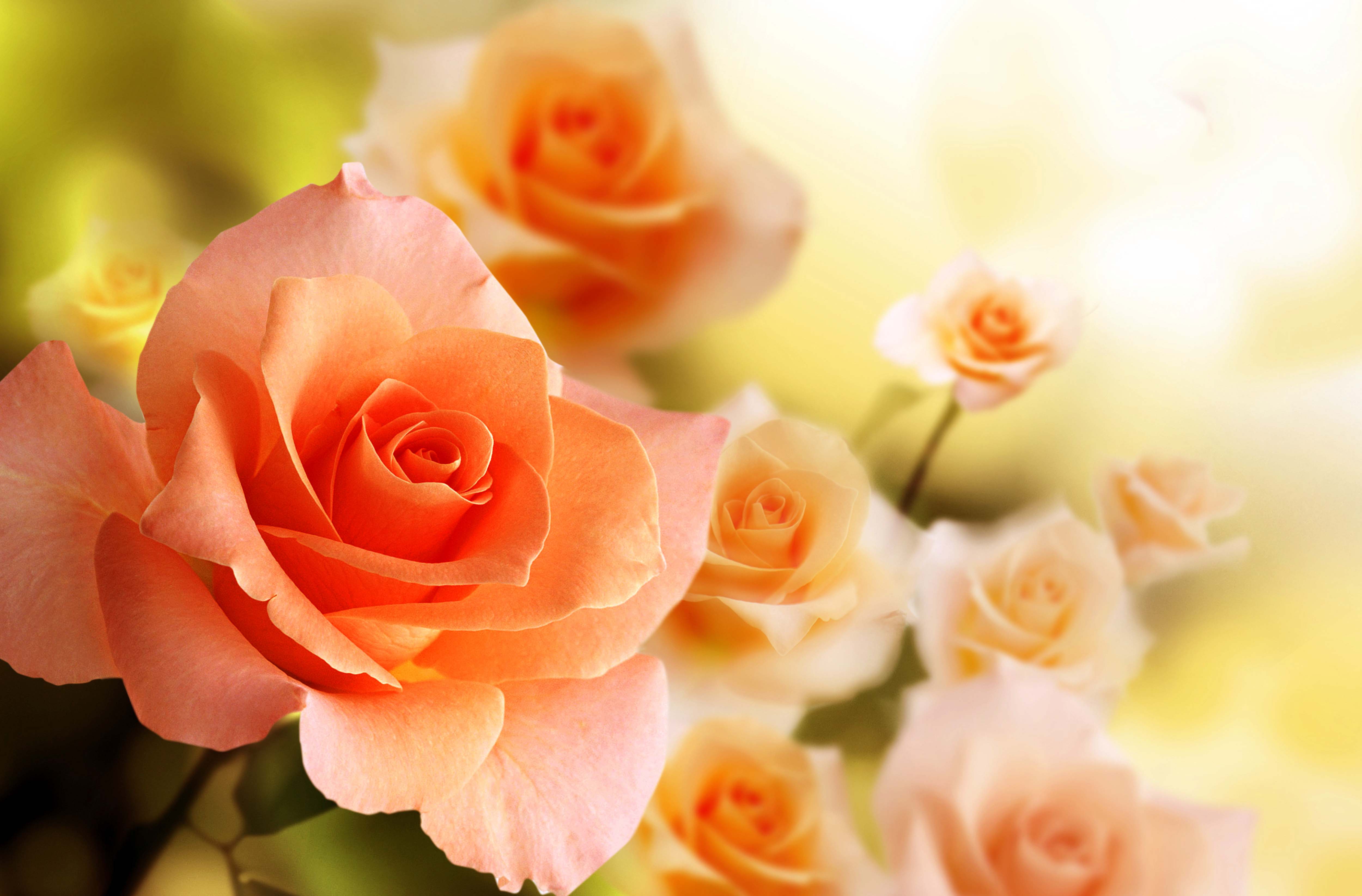 Orange Rose Wallpaper