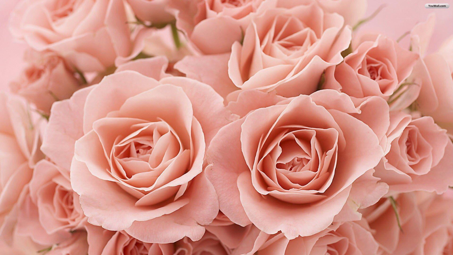 Pink Roses Tumblr Background HD Wallpaper, Background Image