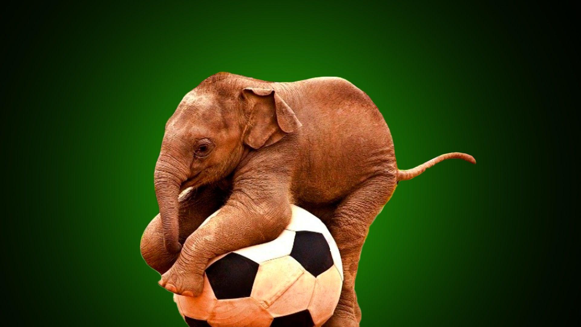 Elephant playing with ball very funny. Beautiful HD wallpaper