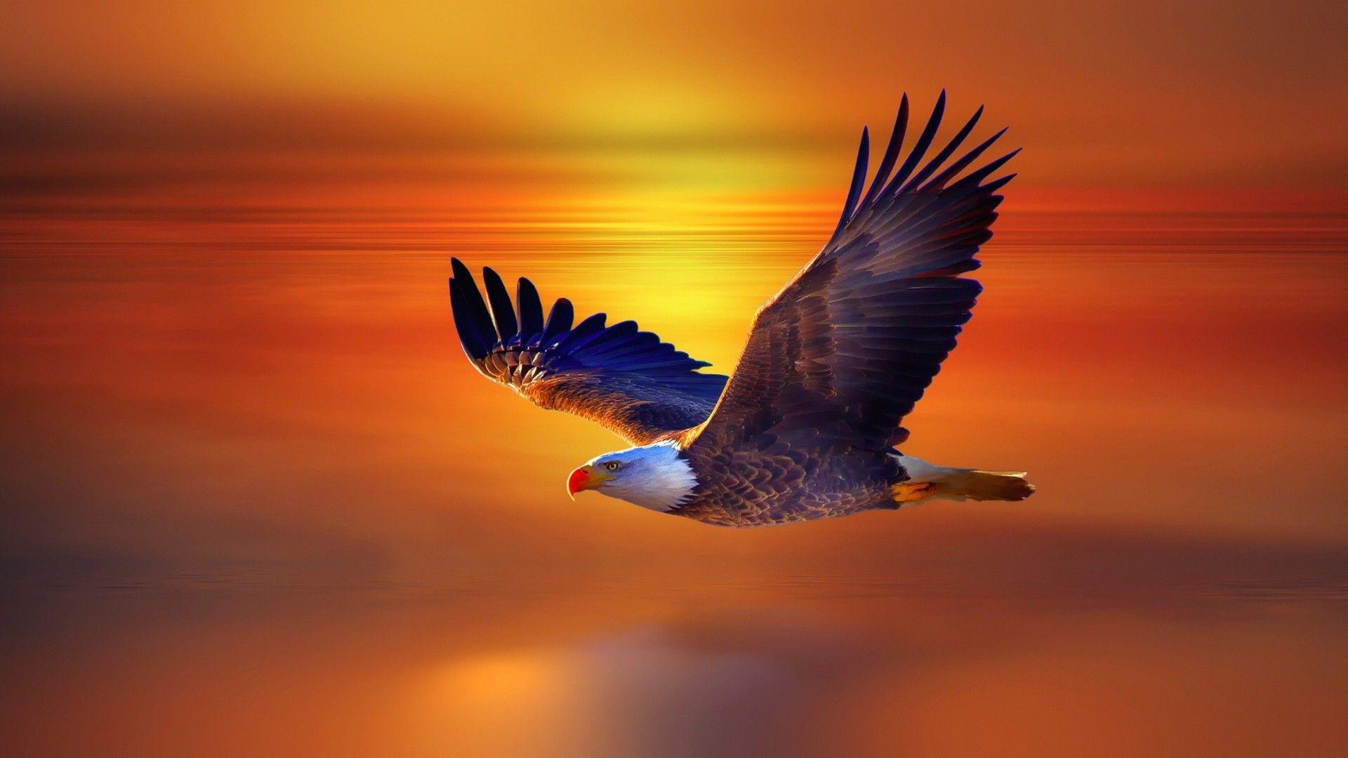 Image For Eagle Wallpaper Free