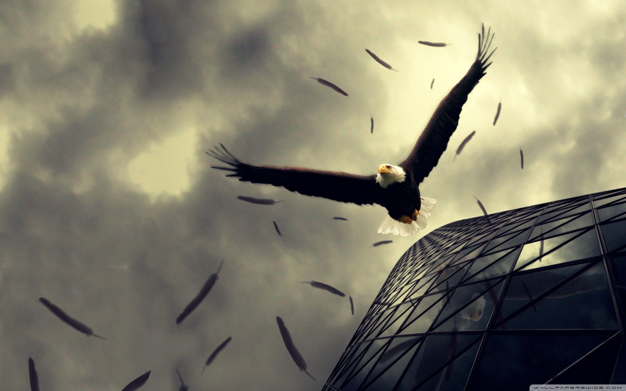 Eagle Flying HD Wallpaper, Background Image