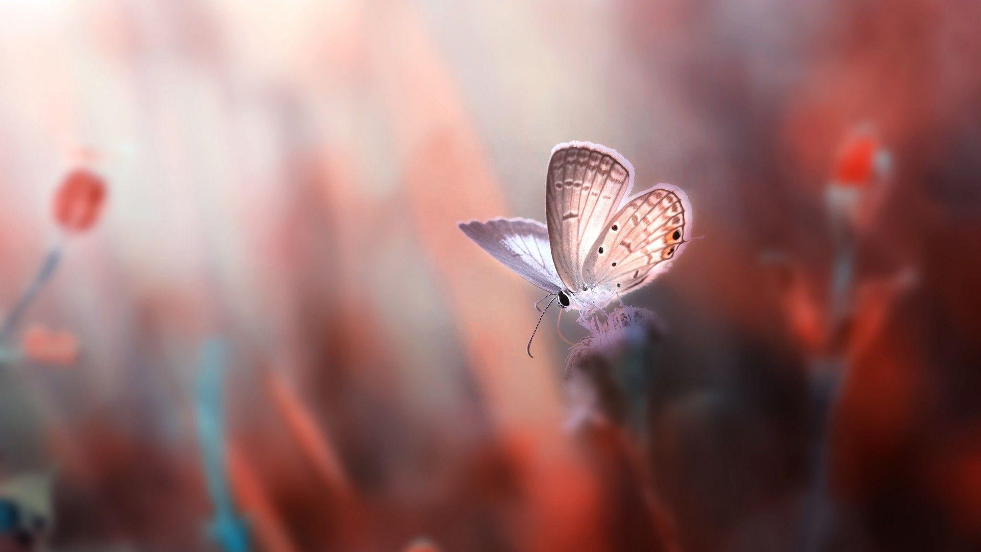 Butterfly Butterfly HD Wallpaper