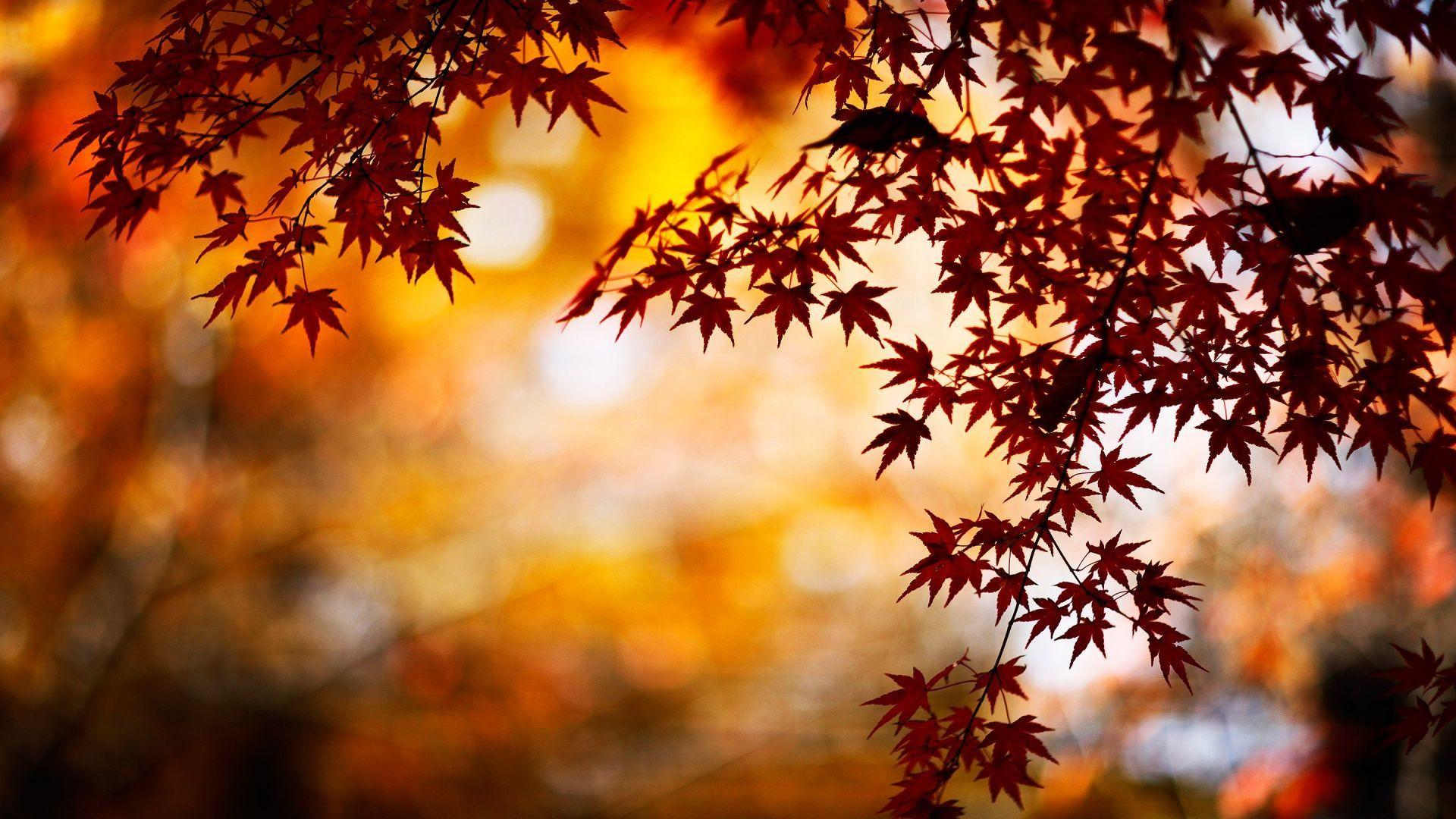 Wallpaper Fall nice HD wallpaper with red and orange colors