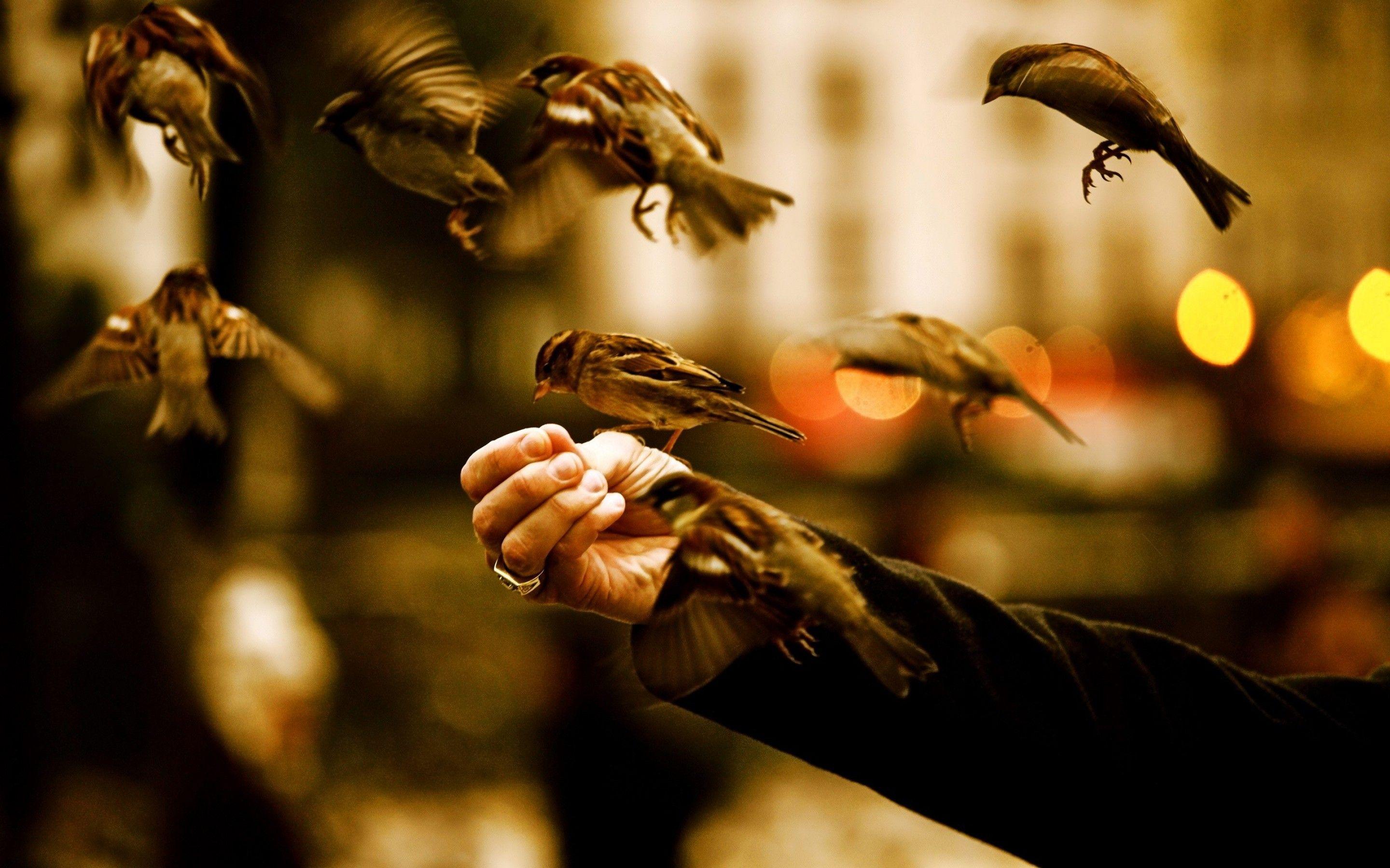 Nice Image Extra Wallpaper 1080p
