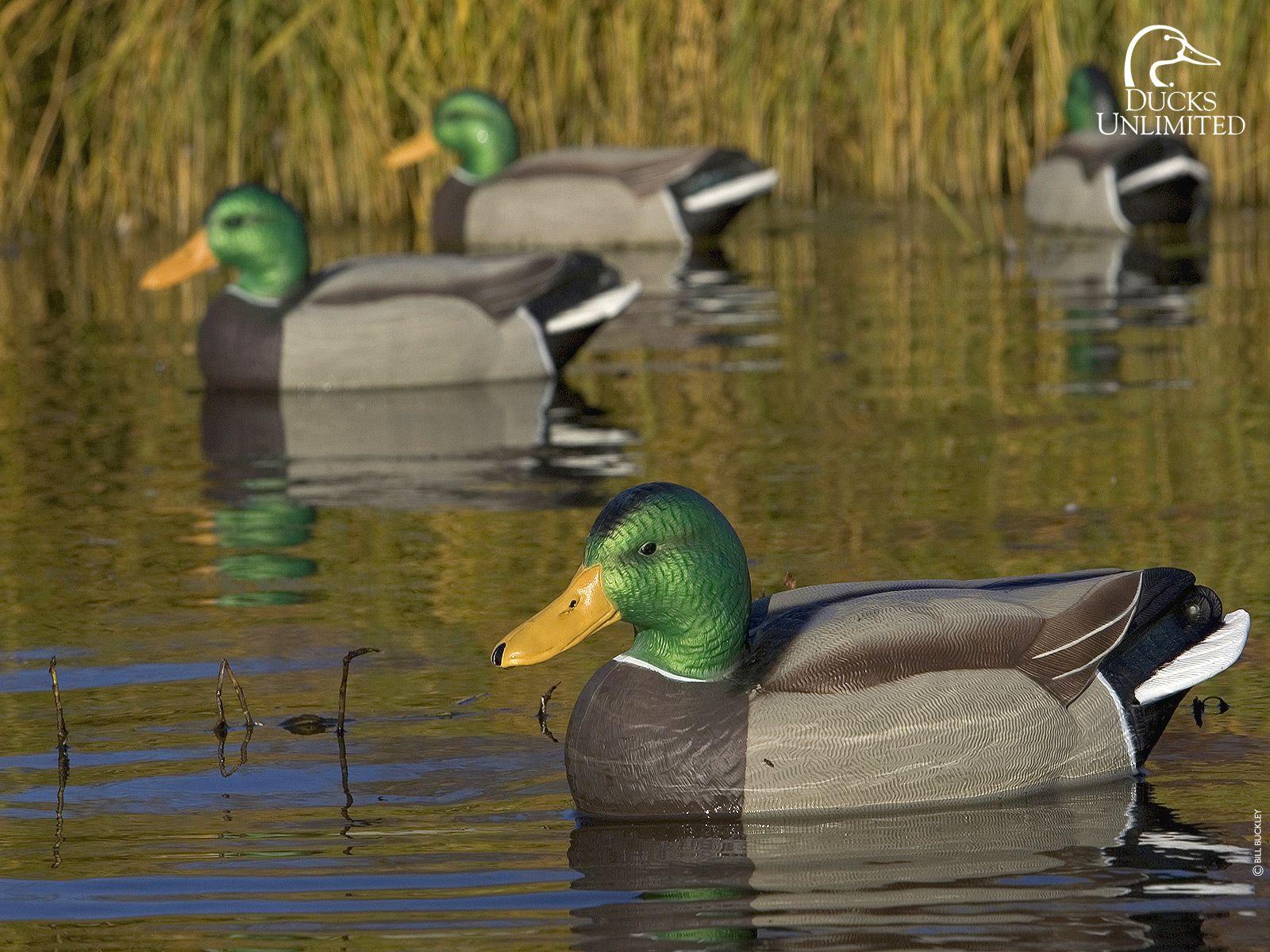 Ducks Unlimited Camo Wallpapers - Wallpaper Cave