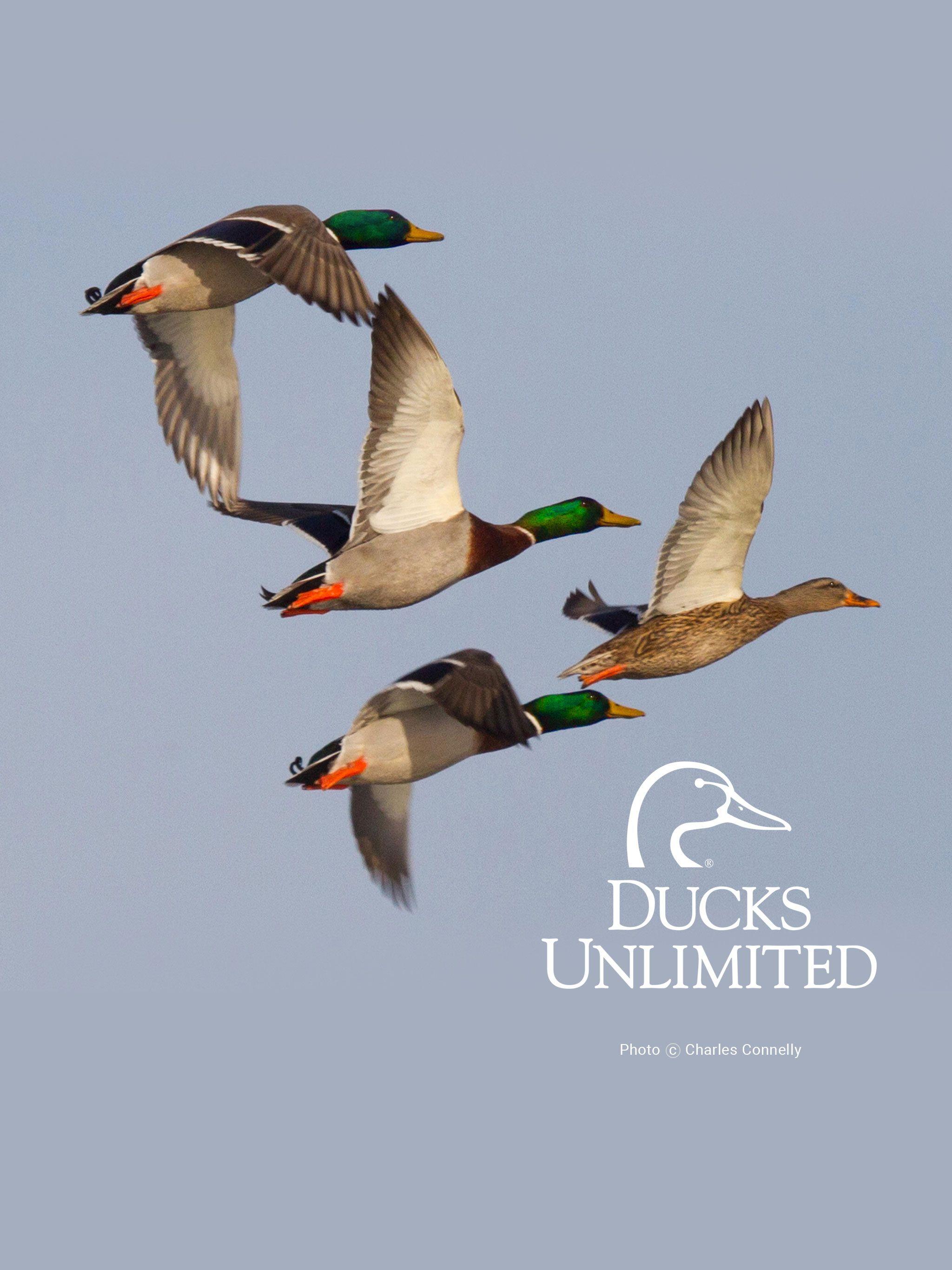 Ducks Unlimited Wallpaper