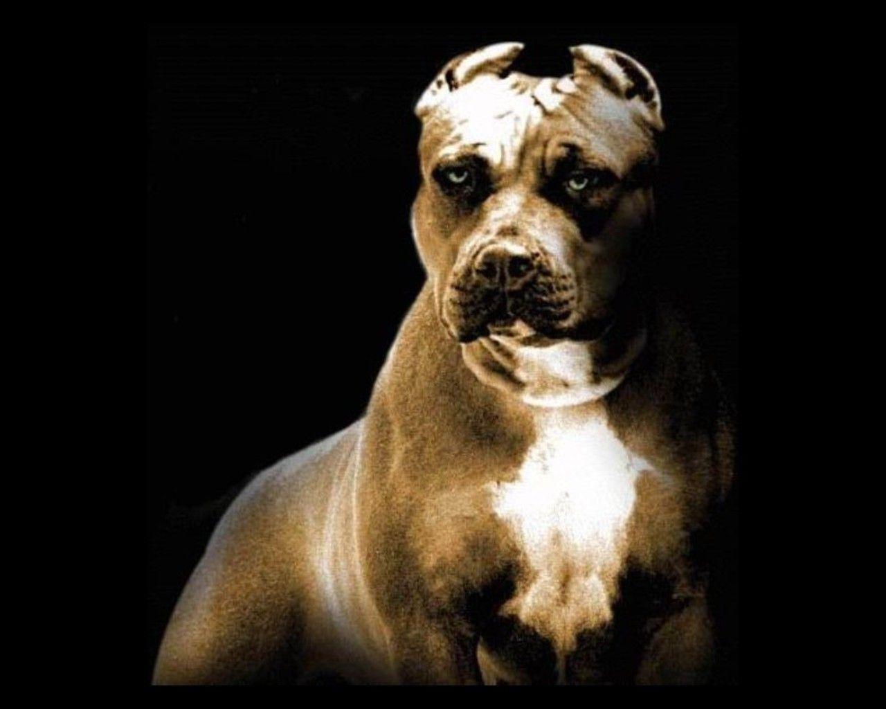 Pitbull Dog Wallpaper 3d - PetsWall