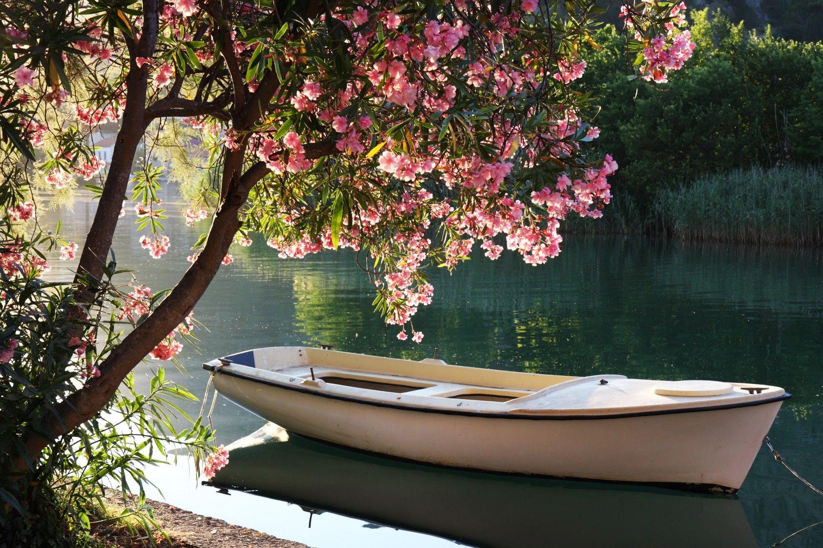 Misc Nature Flowers Tree River Boat Full HD Wallpaper Misc for HD