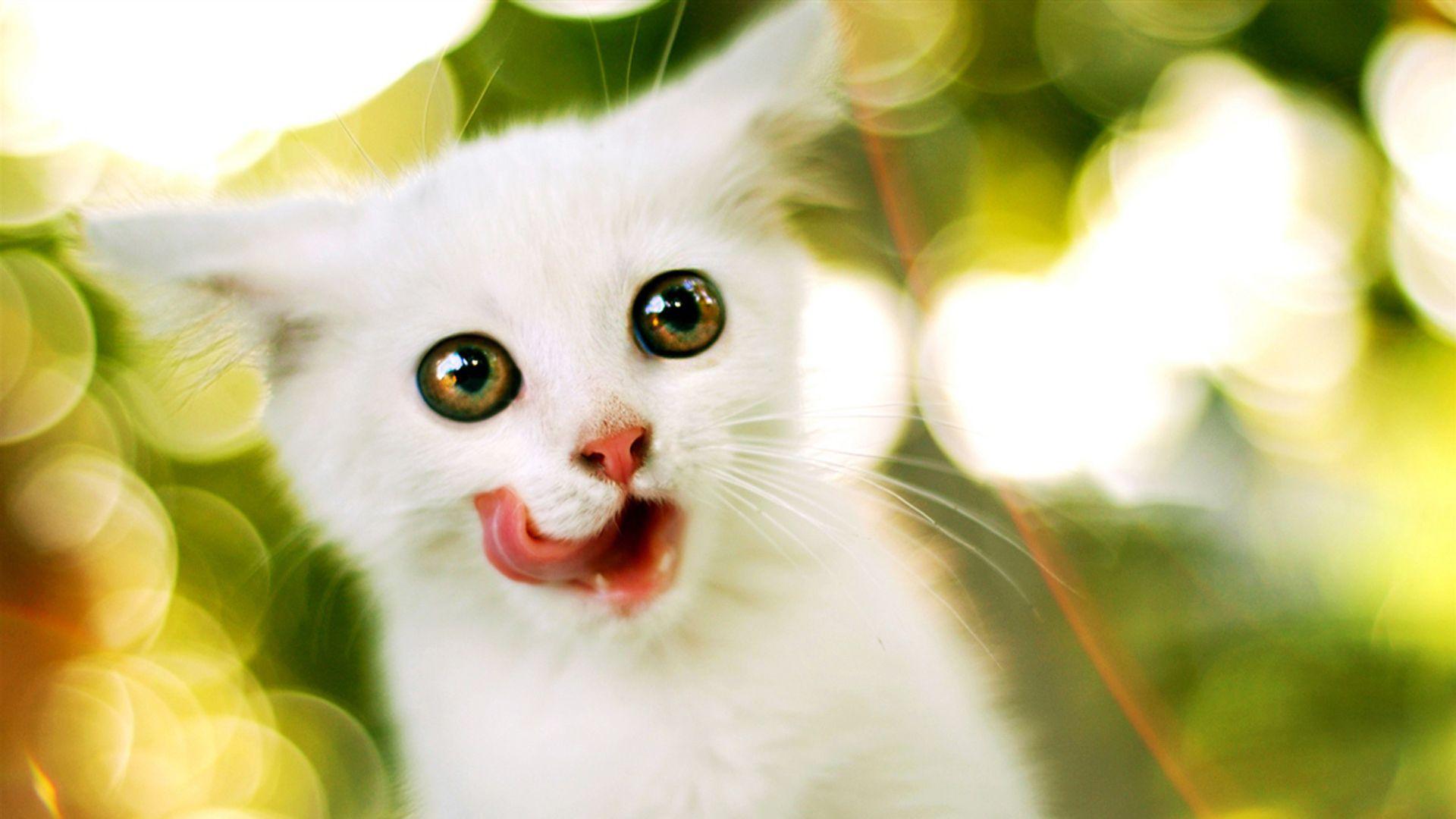 Pet Animals Wallpaper, HD Image Pet Animals Collection, W.Web