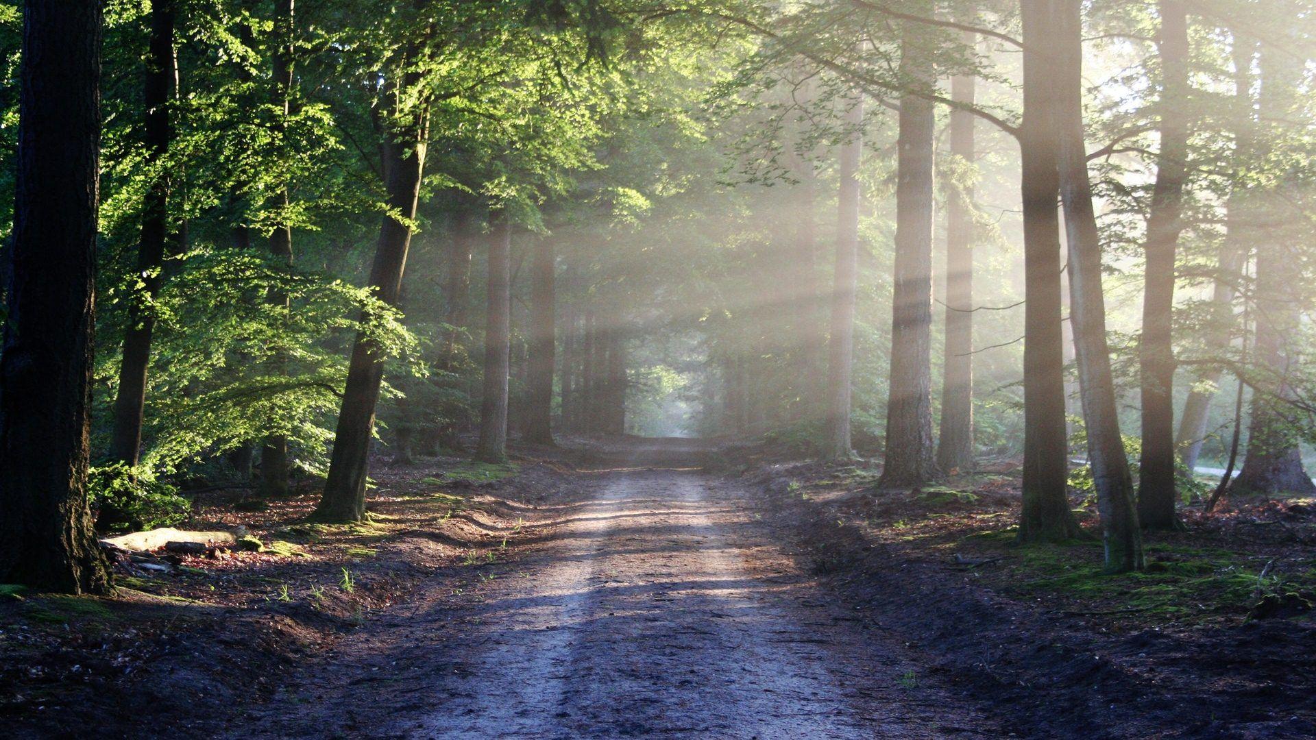 Forest HD Wallpaper 1080p