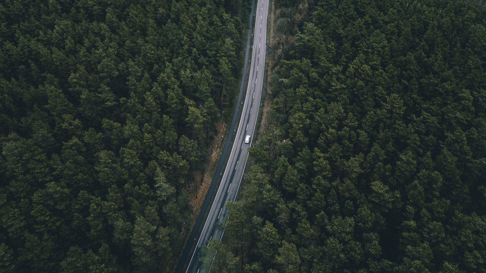 Download wallpaper 1920x1080 road, trees, top view full hd, hdtv