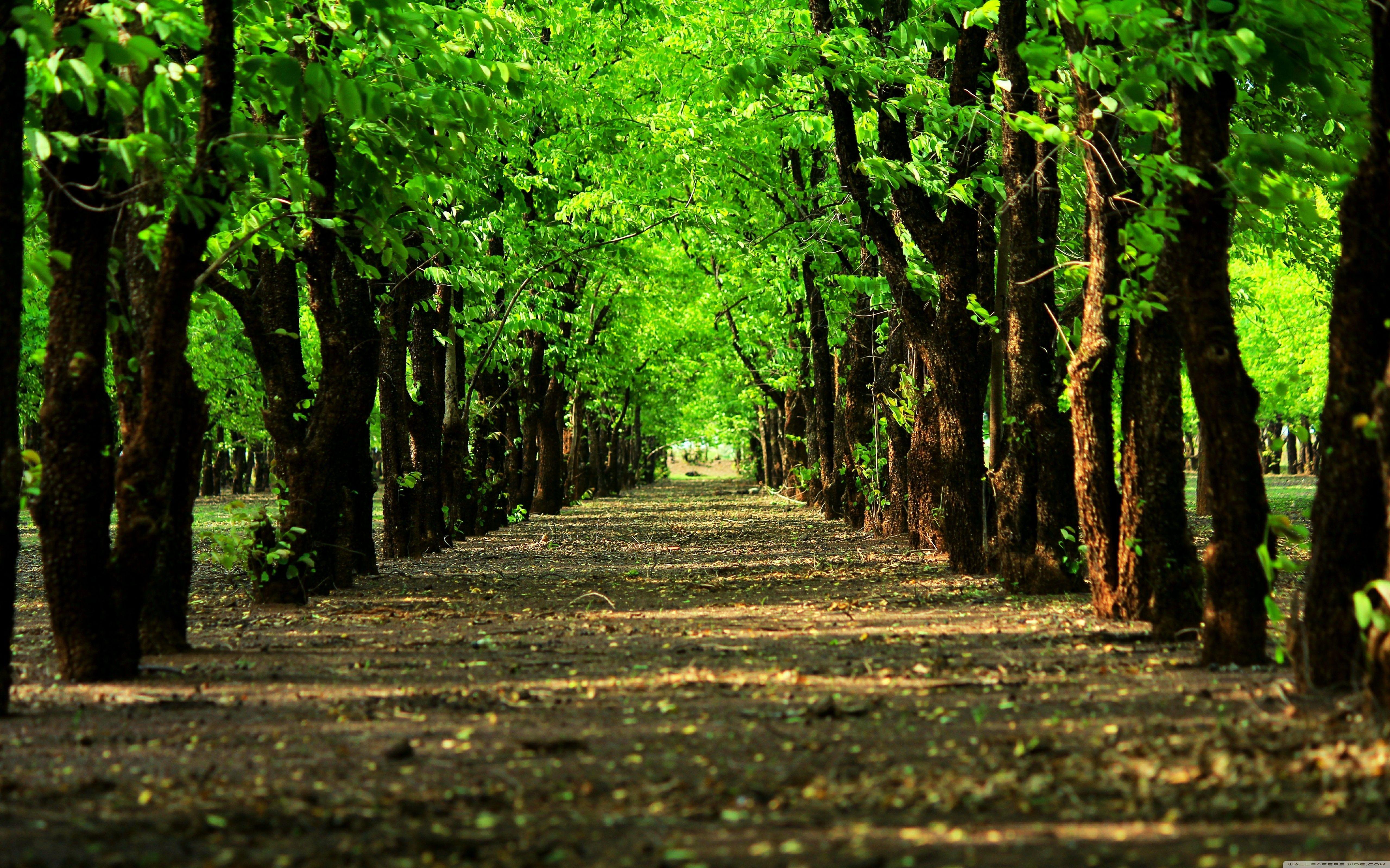 Trees ❤ 4K HD Desktop Wallpaper for 4K Ultra HD TV • Wide & Ultra