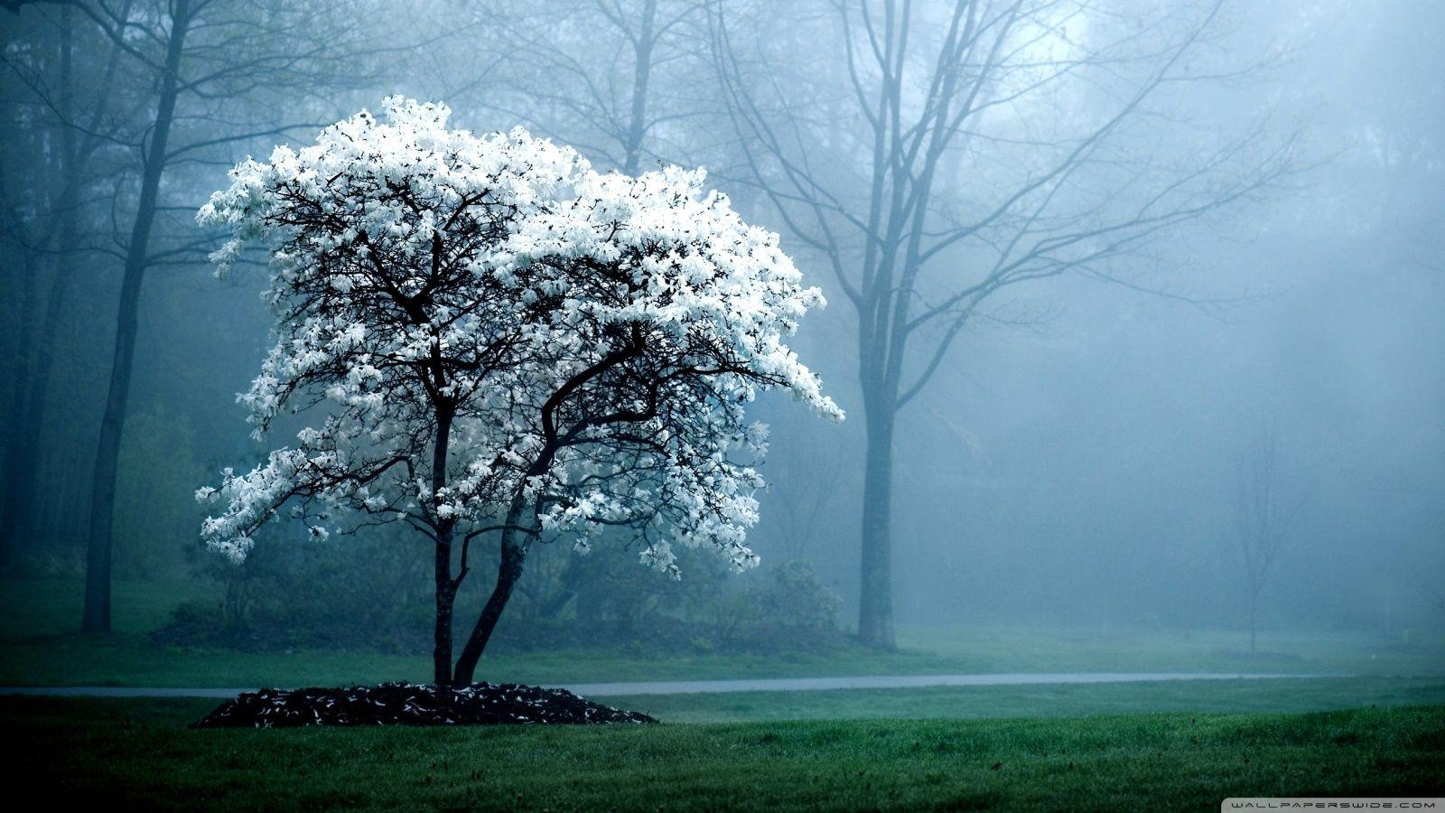 White Magnolia Tree ❤ 4K HD Desktop Wallpaper for 4K Ultra HD TV