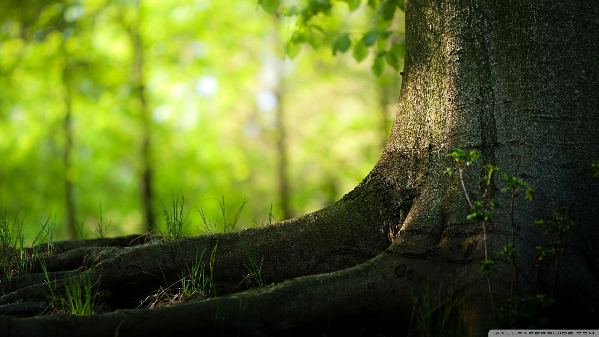 Tree Wallpaper 16 X 1080