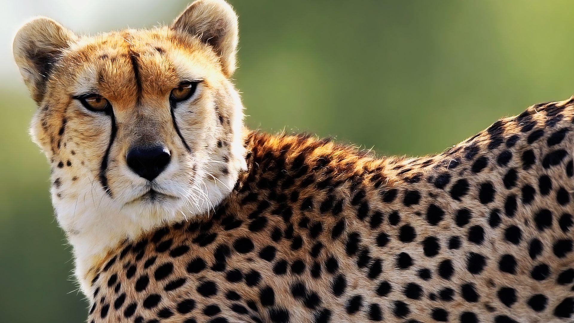 Picture Cheetah Wallpaper HD