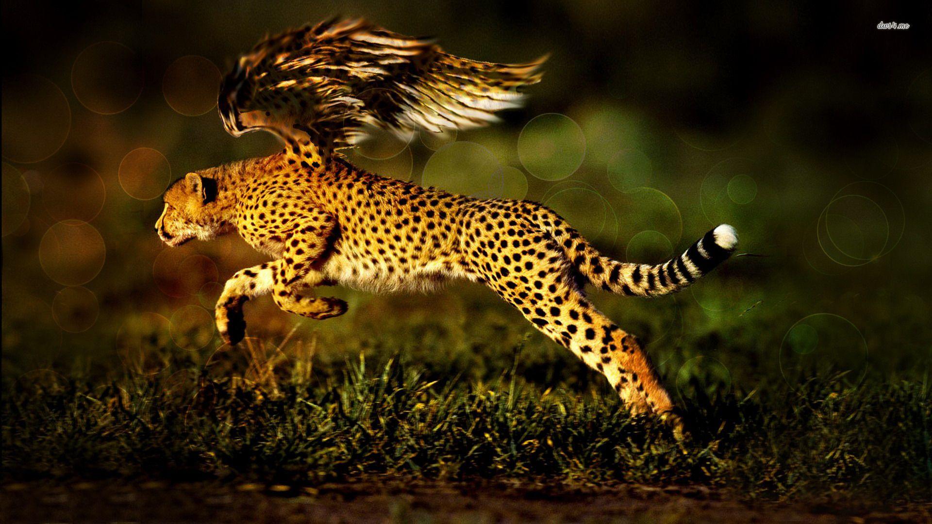 Cheetah Wallpaper Cheetah Modern FHDQ Image Screens Gallery