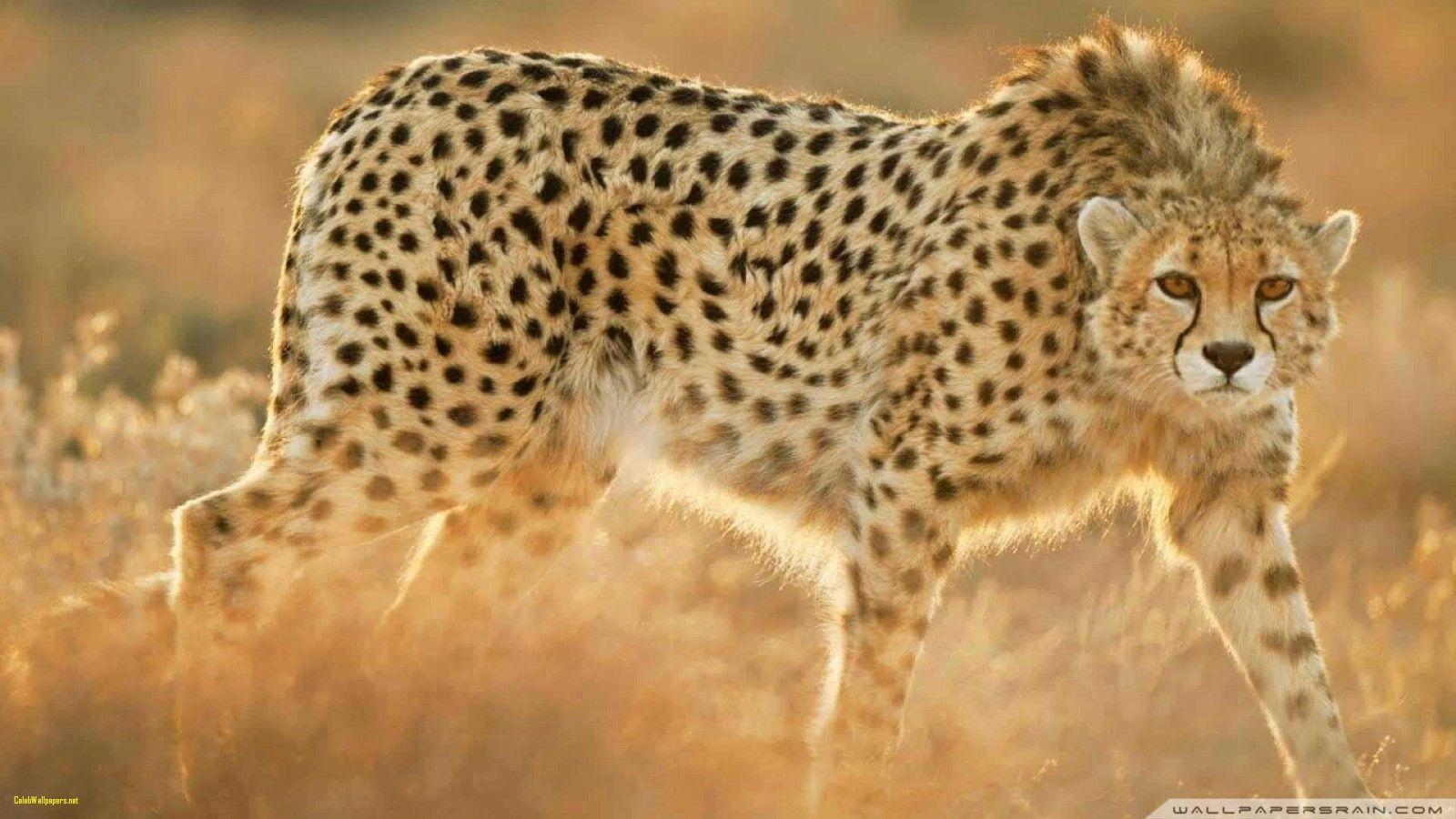 Cheetah Wallpaper Fresh Cheetah Wallpaper HD Image 5