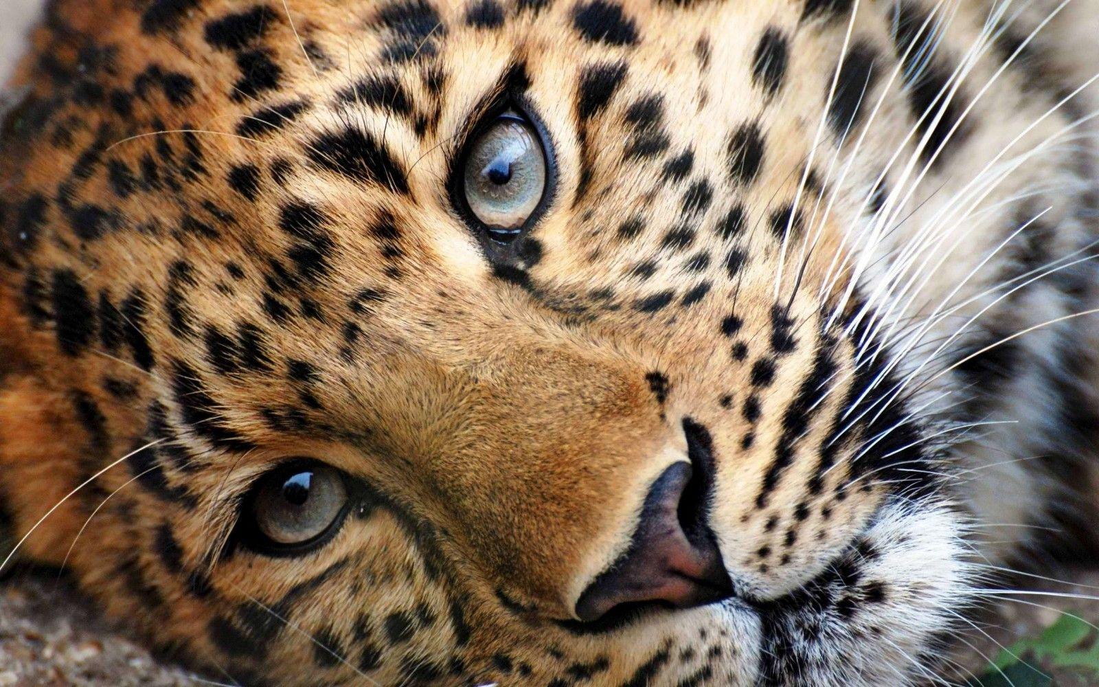 Download Cheetah Wallpaper