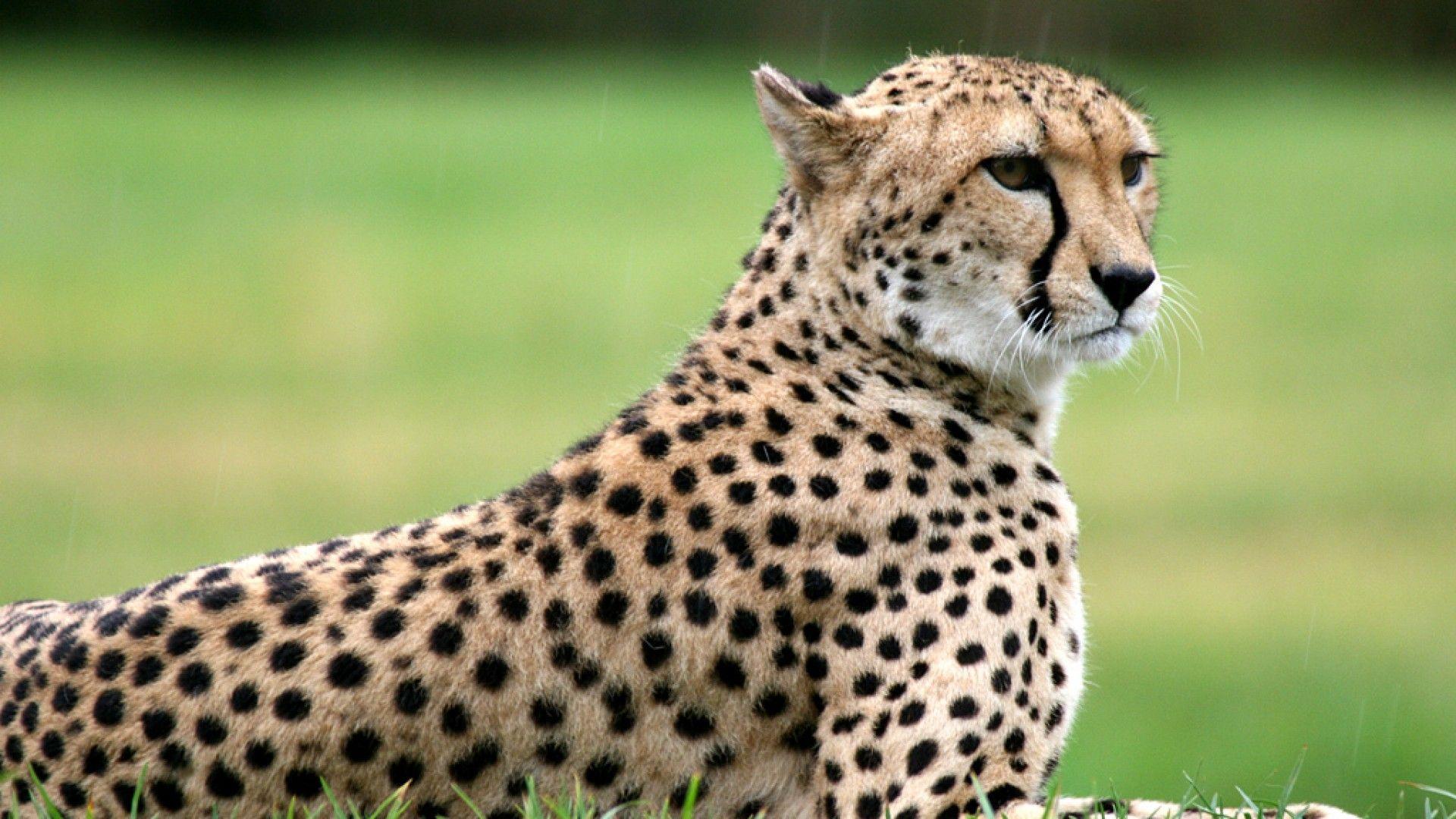 Veautiful Cheetah Wallpaper HD