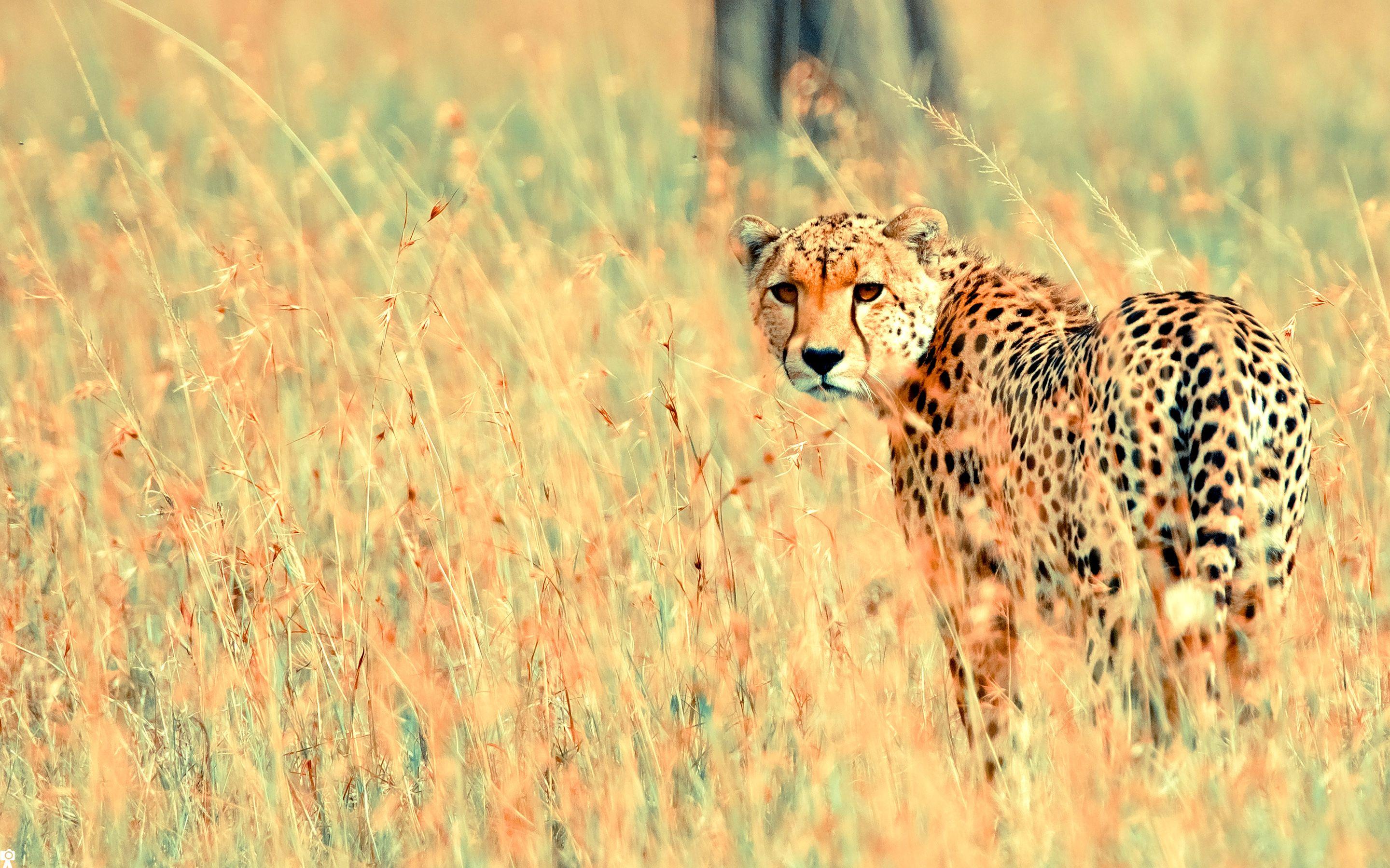 Beautiful Cheetah Wallpaper