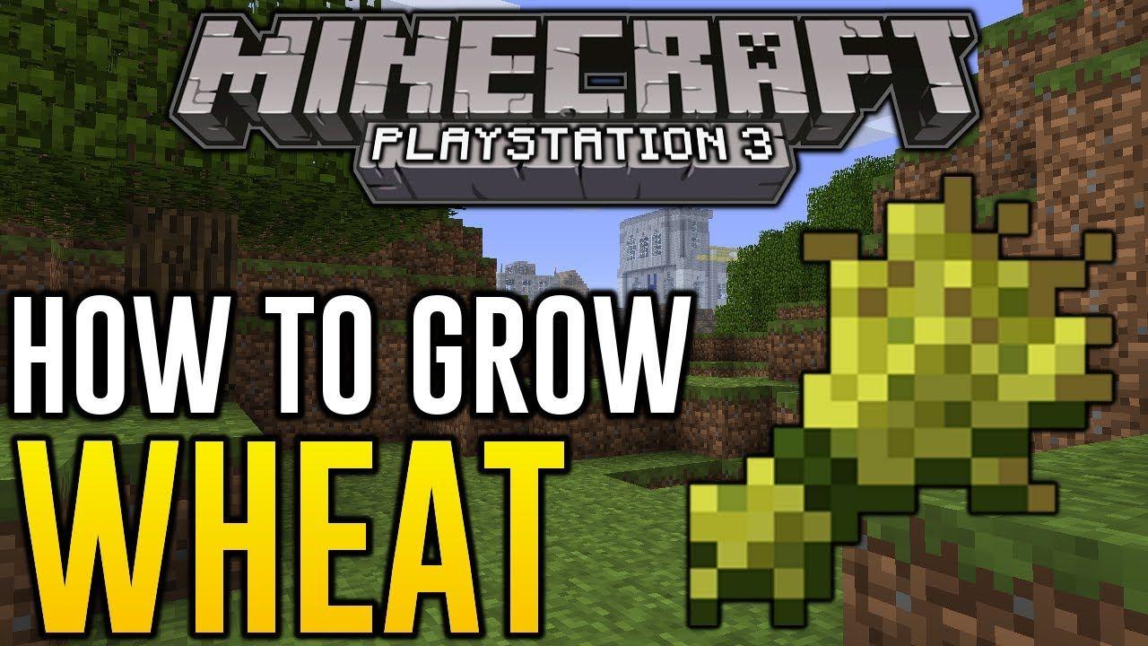 Minecraft PS3 to Grow Wheat Plant Wheat in Minecraft PS4
