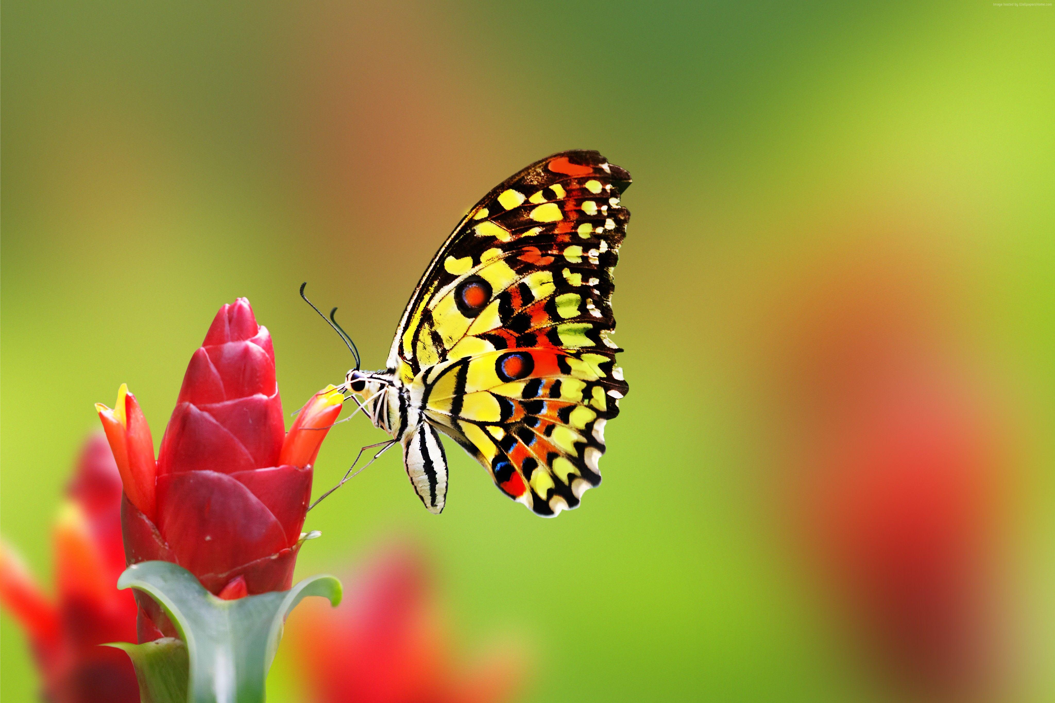 Wallpapers butterfly, flowers, 4k, Animals
