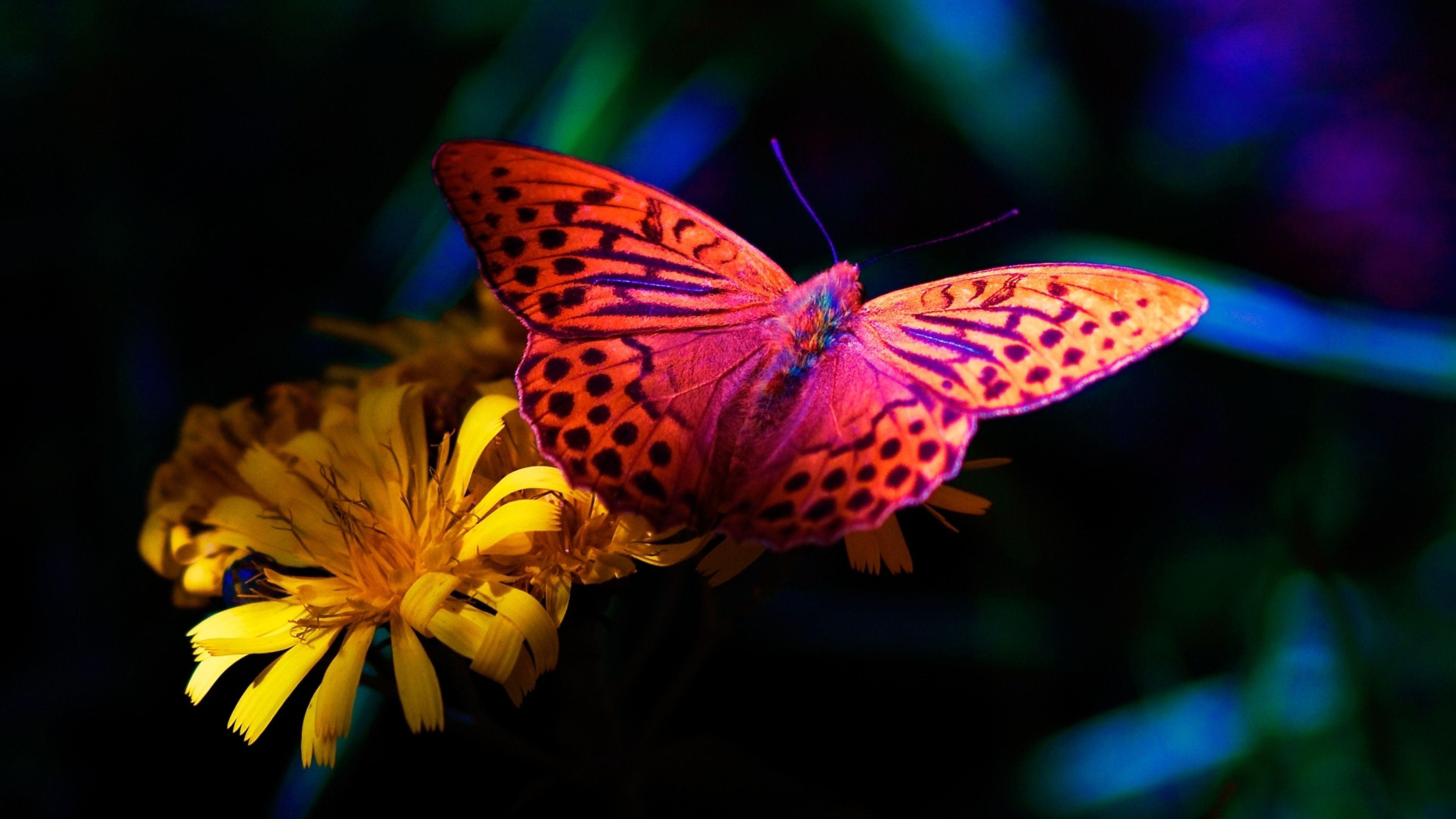 Butterfly 4K Wallpapers - Wallpaper Cave