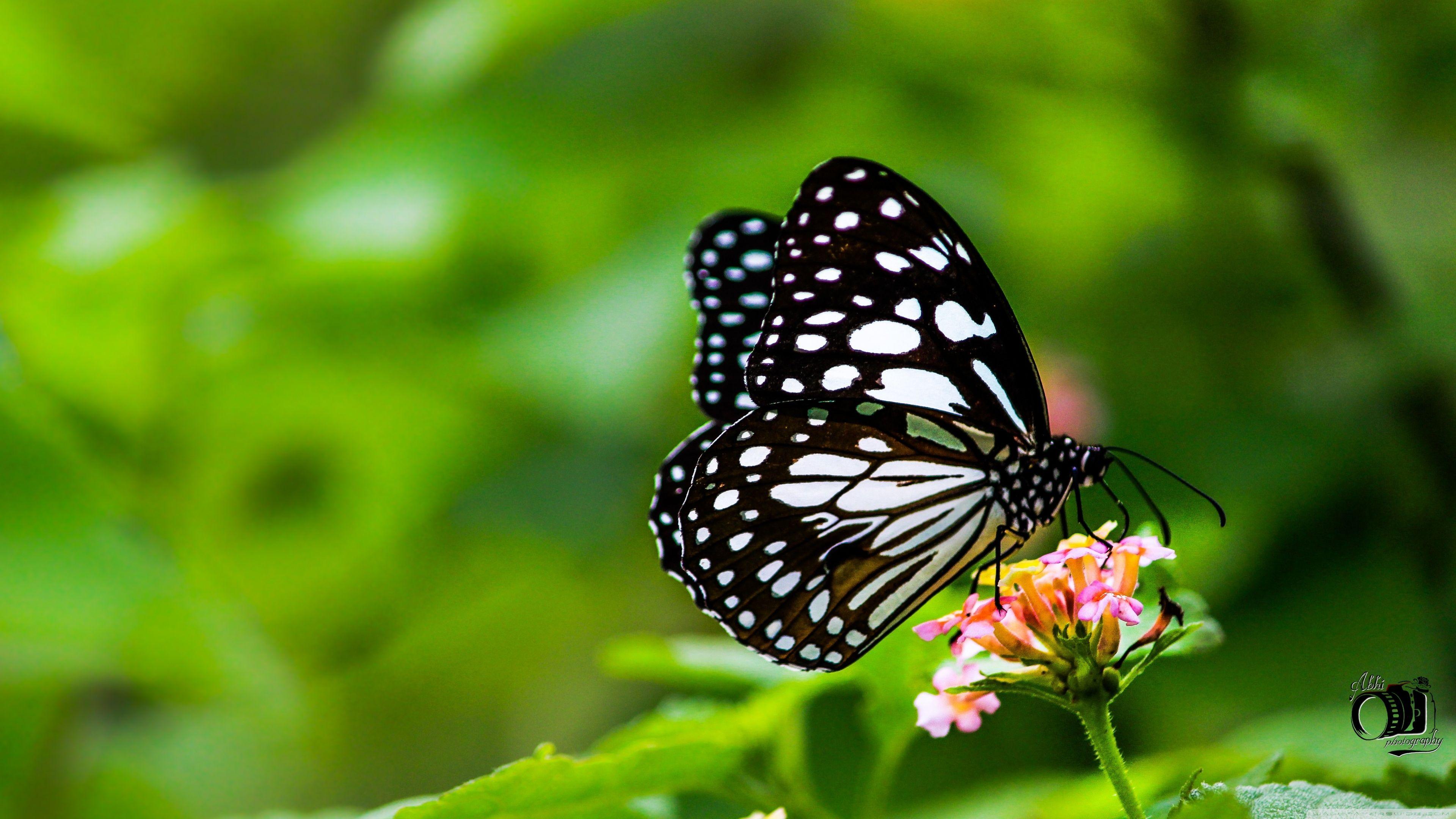 Butterfly ❤ 4K HD Desktop Wallpaper for 4K Ultra HD TV • Wide