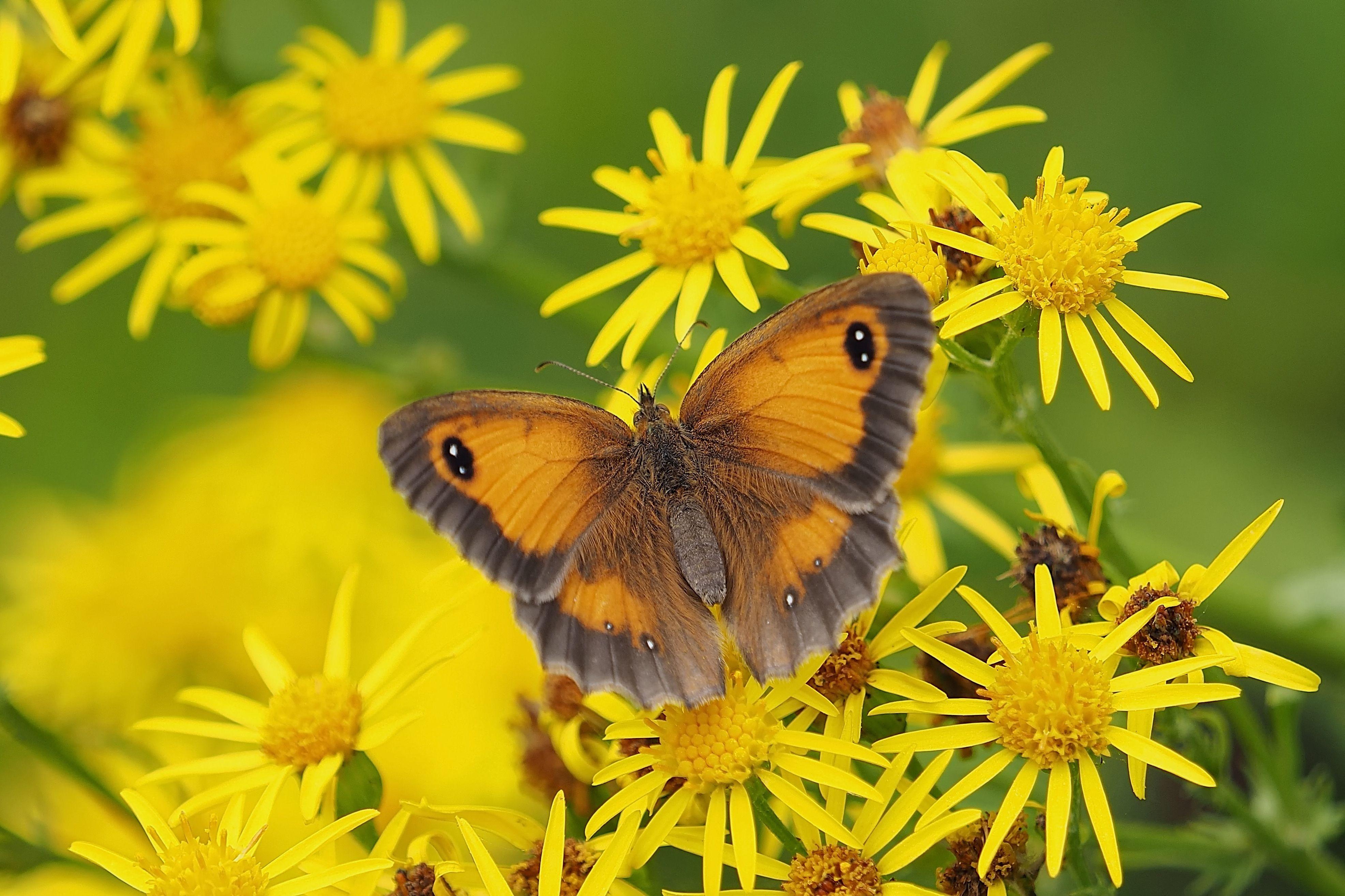Wallpapers Butterfly, Yellow flowers, 4K, Animals,
