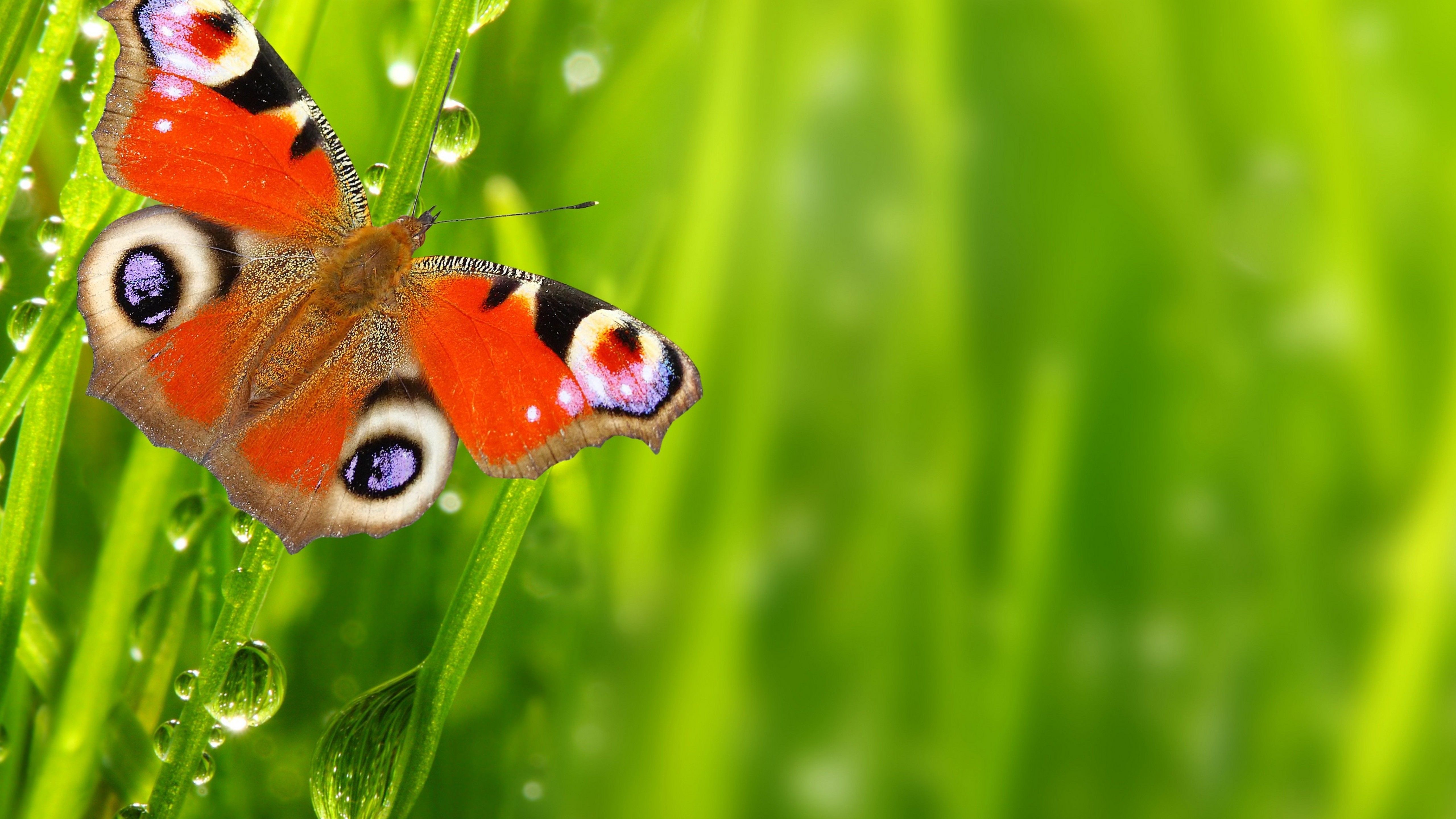 Wallpapers Butterfly, Drops, Spring, Green, 4K, Animals,