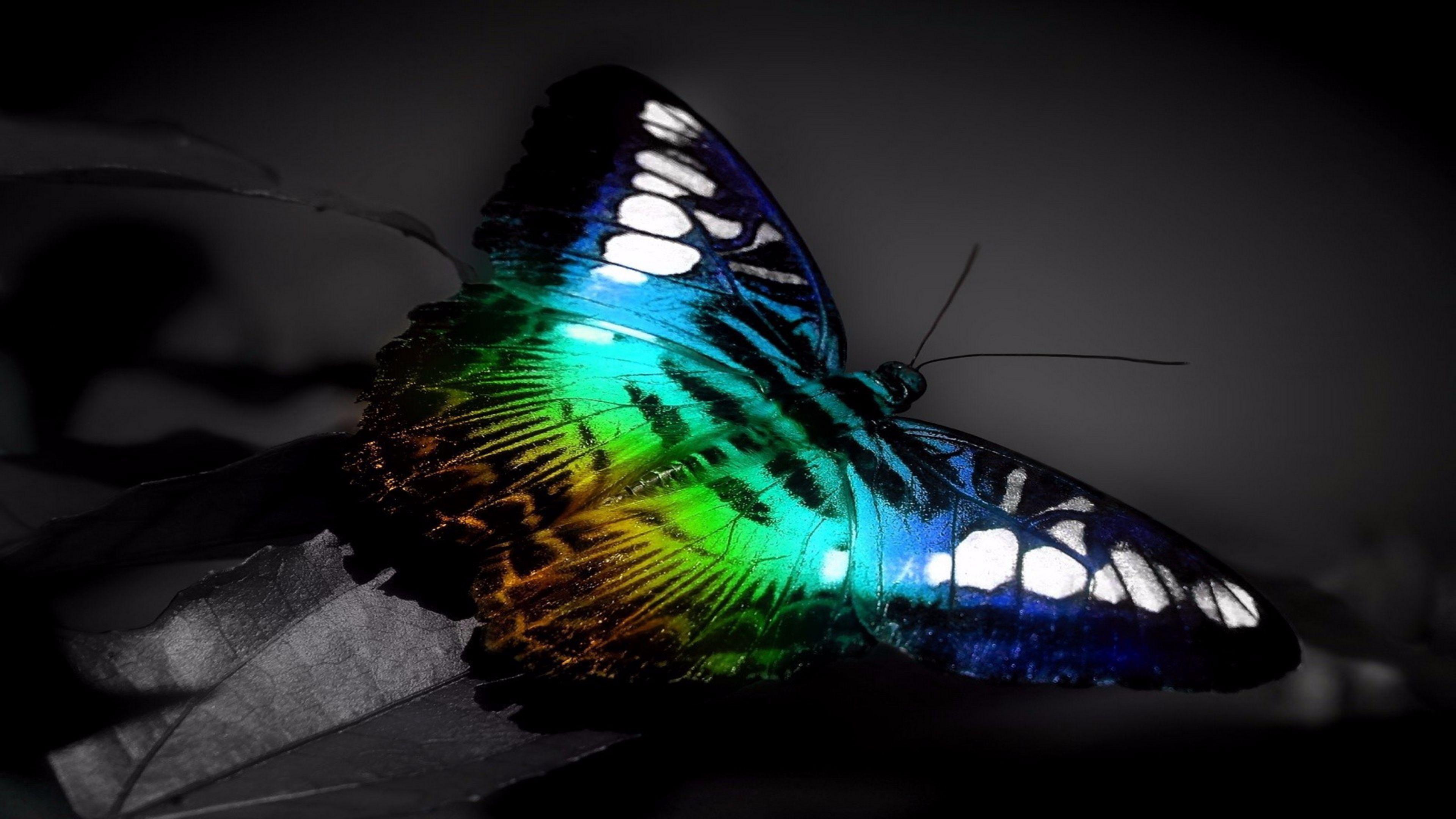 Colored Butterfly 4K 3D Wallpapers