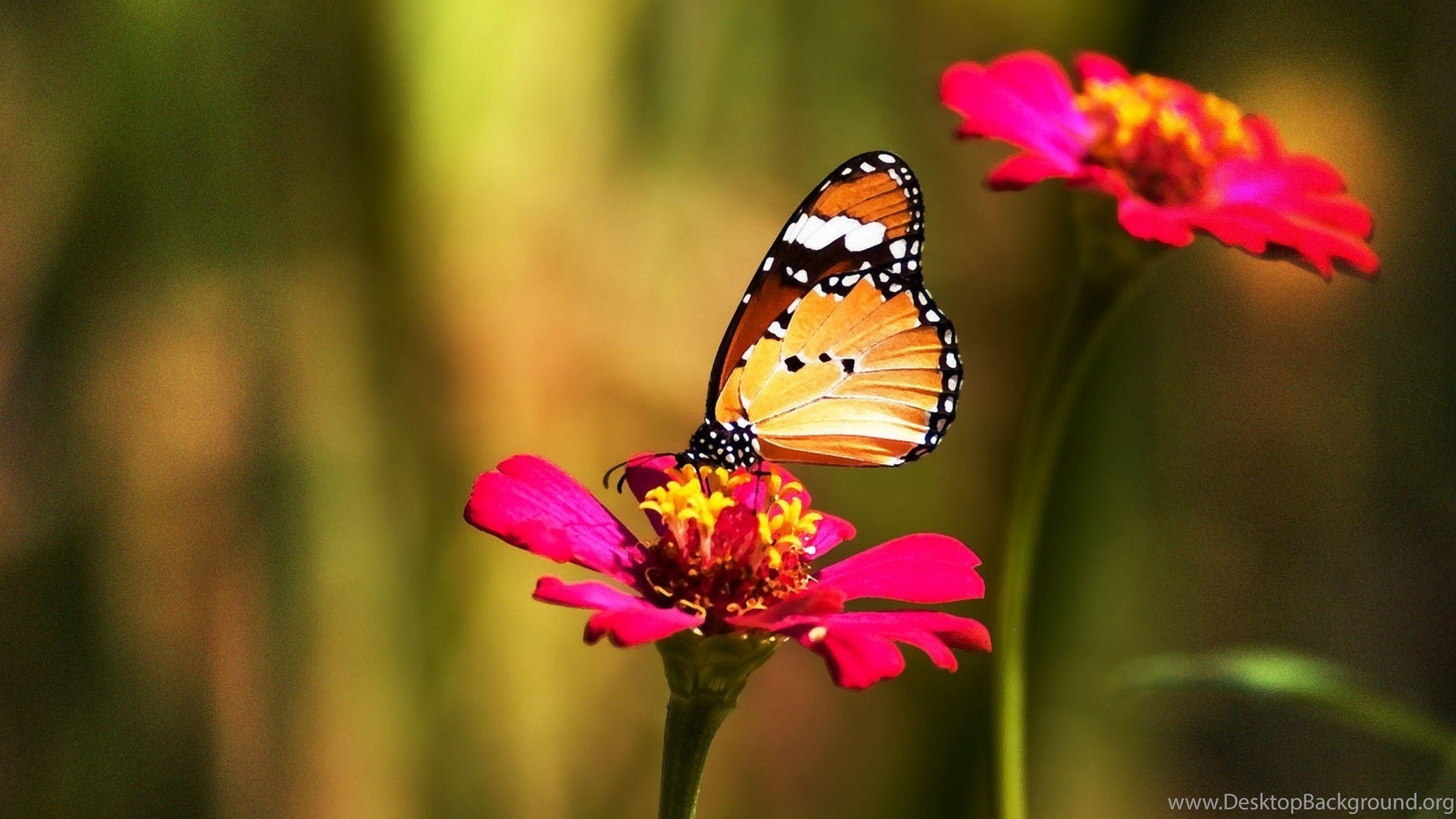 Beautiful Butterfly And Flower 4K Wallpapers HD For Desktop Desktop