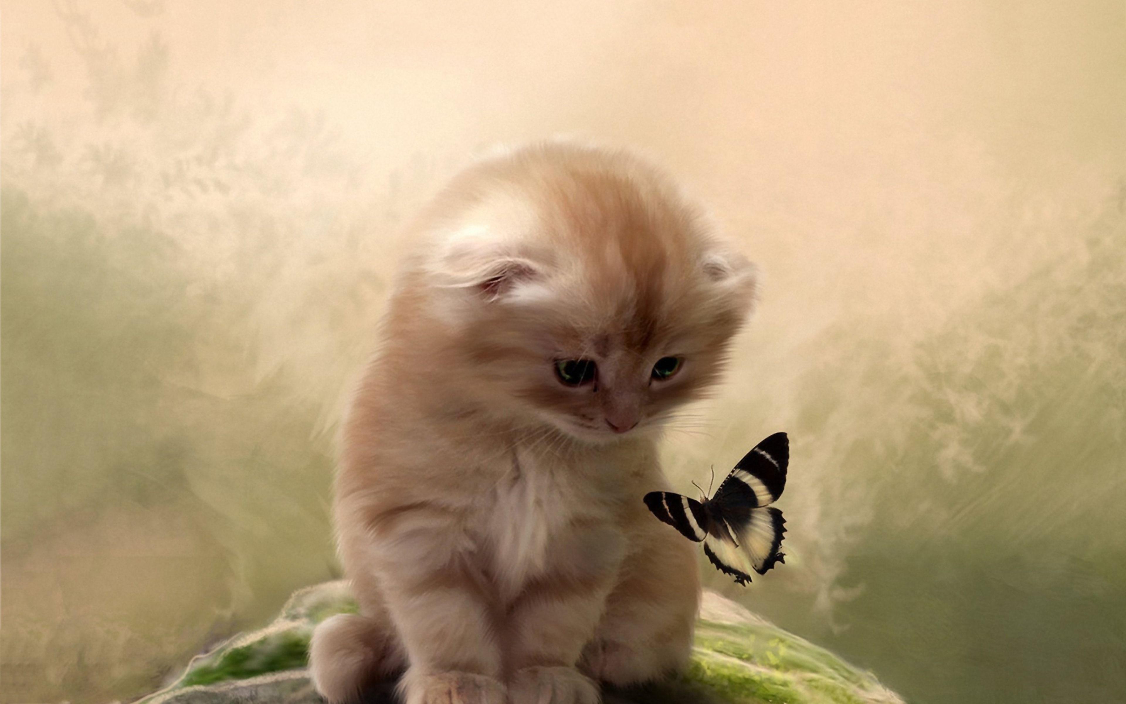 4k Wallpapers Kitty Playing With Butterfly