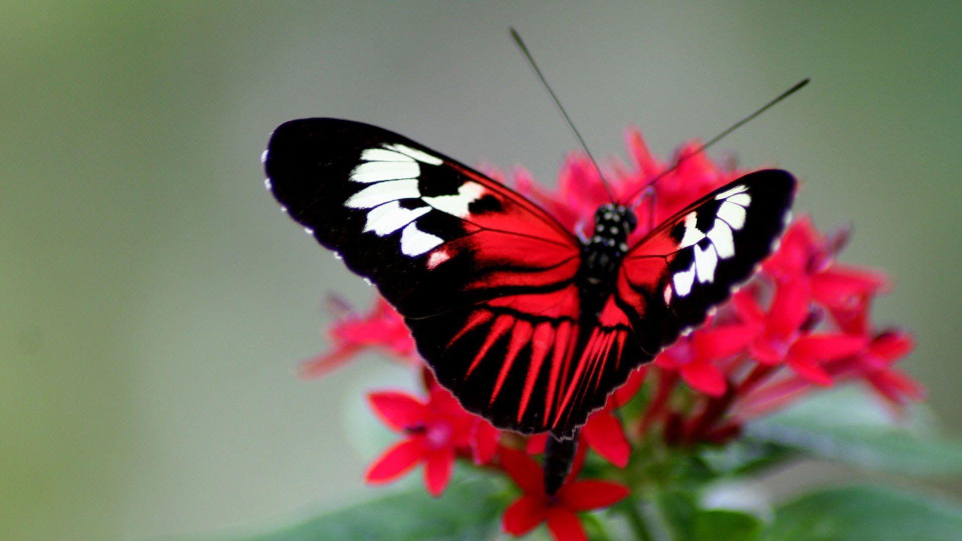 Beautiful Butterfly 4K