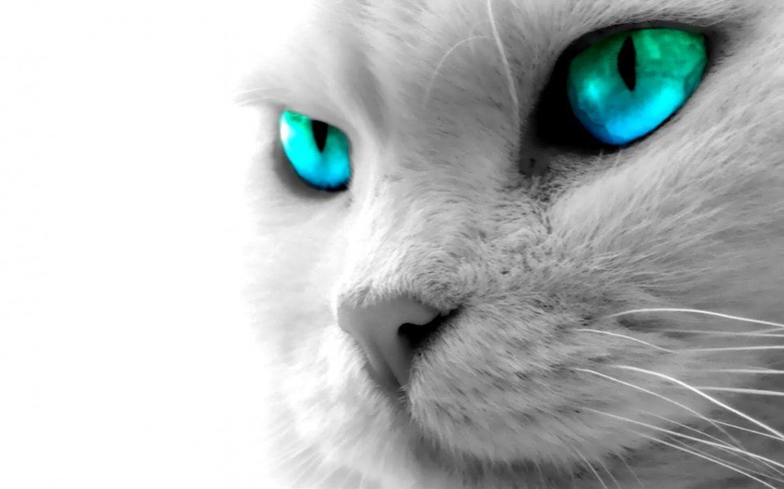 Beautiful cat with blue digital eye