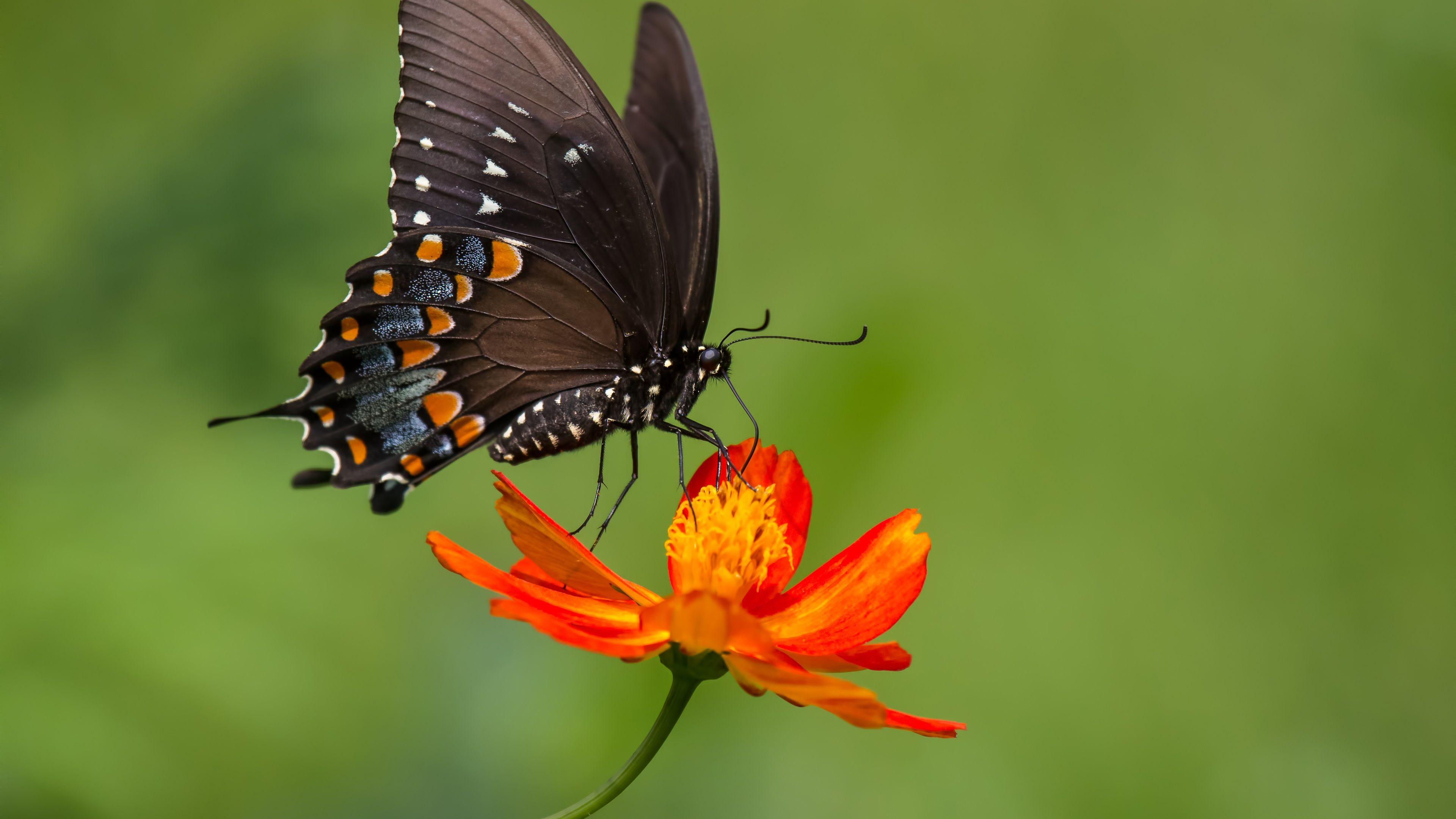 Orange Butterfly on Yellow Flowers wallpapers