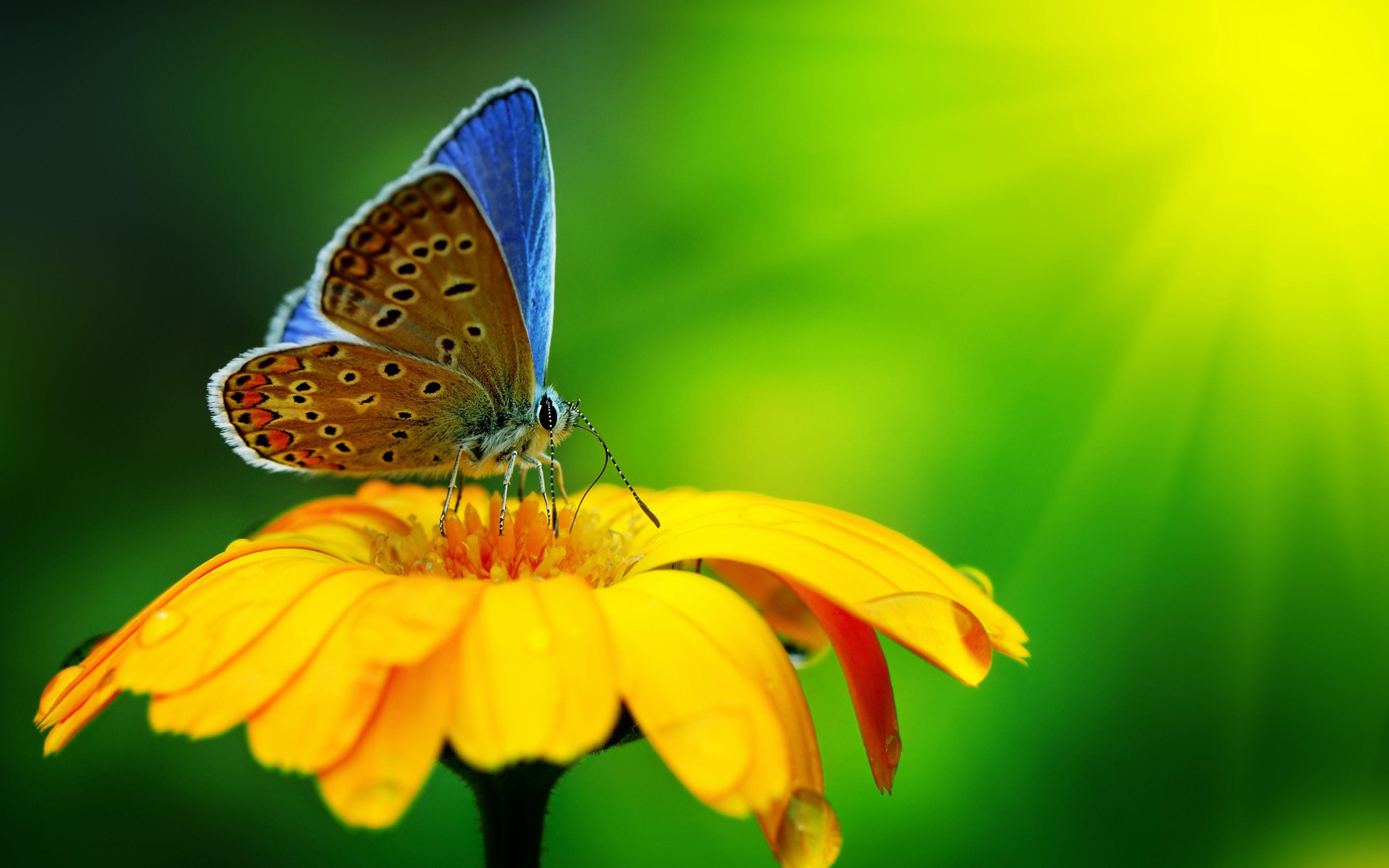 Butterfly Flower 4K Wallpapers Download For Desktop in 3840x2160