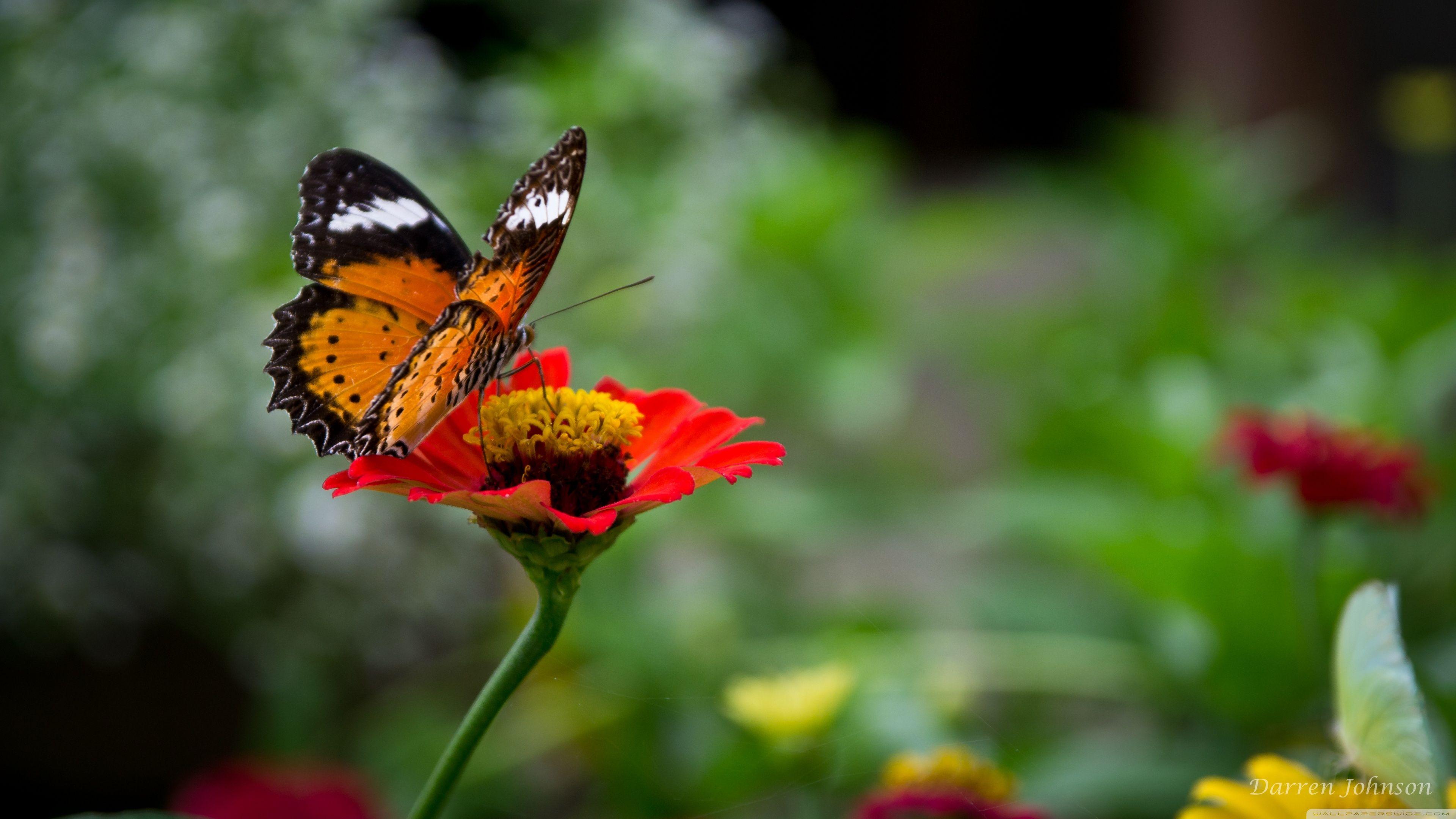 Beautiful Butterfly On Flower ❤ 4K HD Desktop Wallpapers for 4K