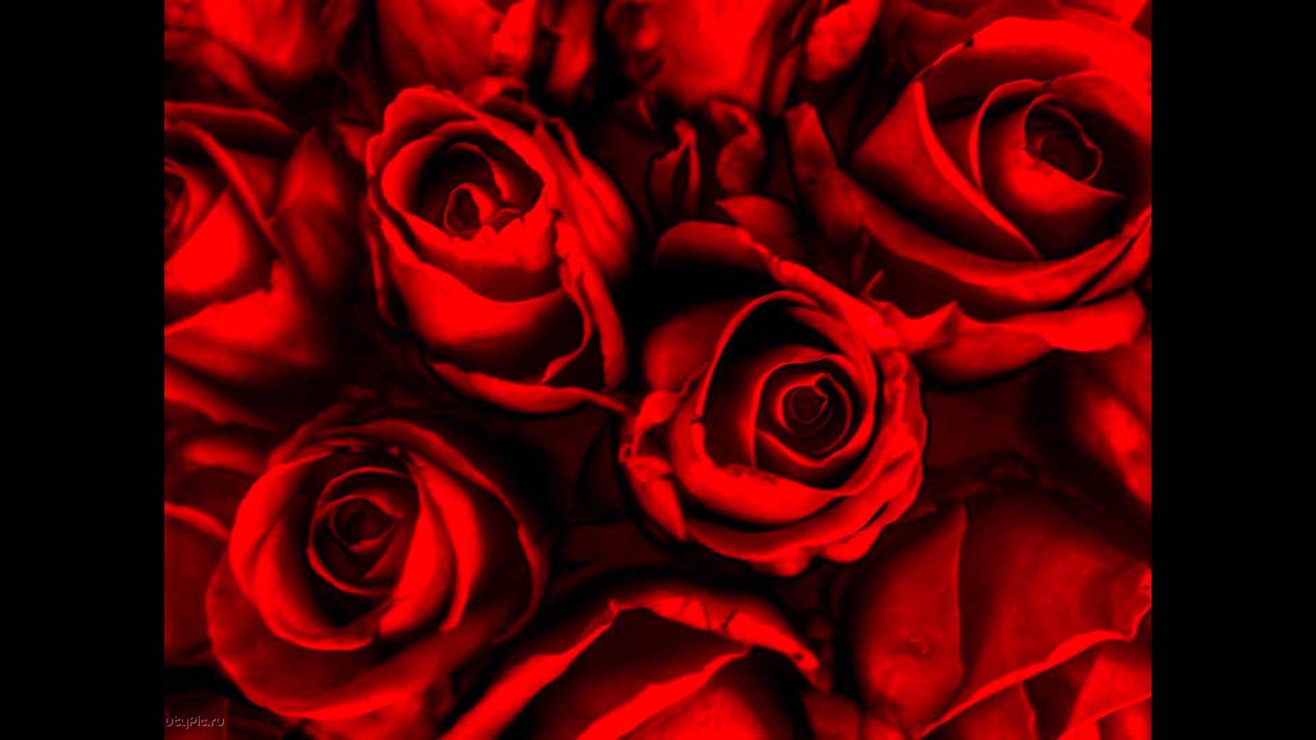 Latest collection of Rose Flower Wallpaper