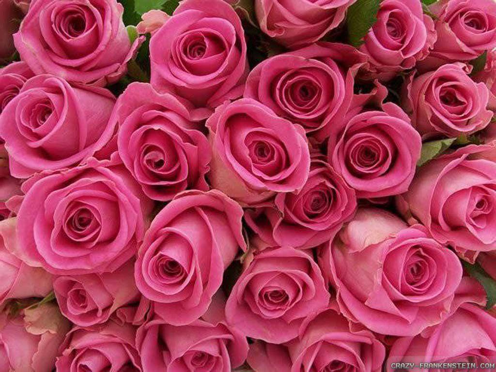 Flowers Pictures Roses Wallpapers - Wallpaper Cave
