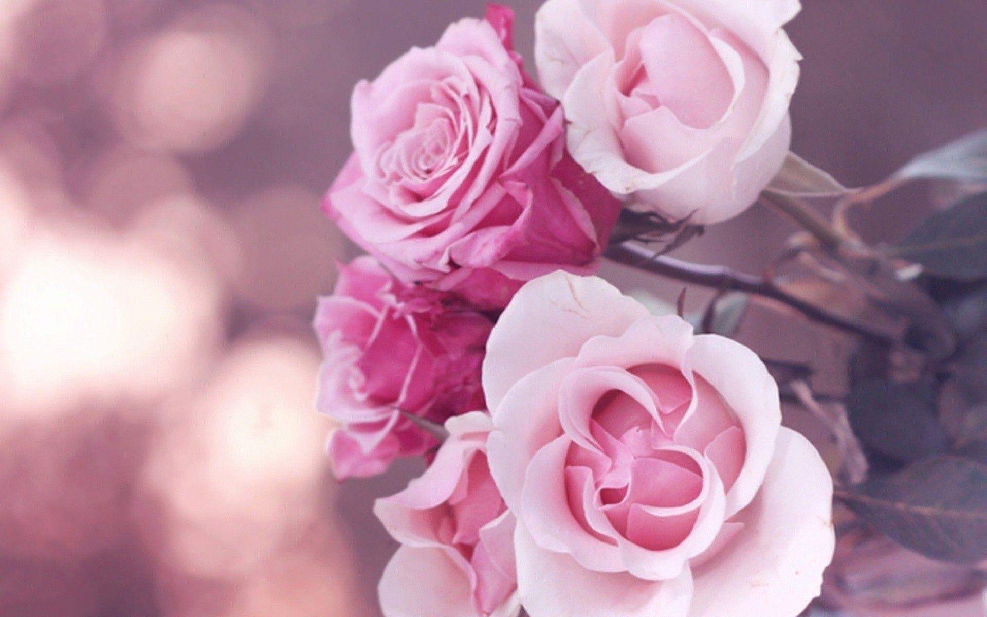Flowers roses pink rose wallpaper. PC