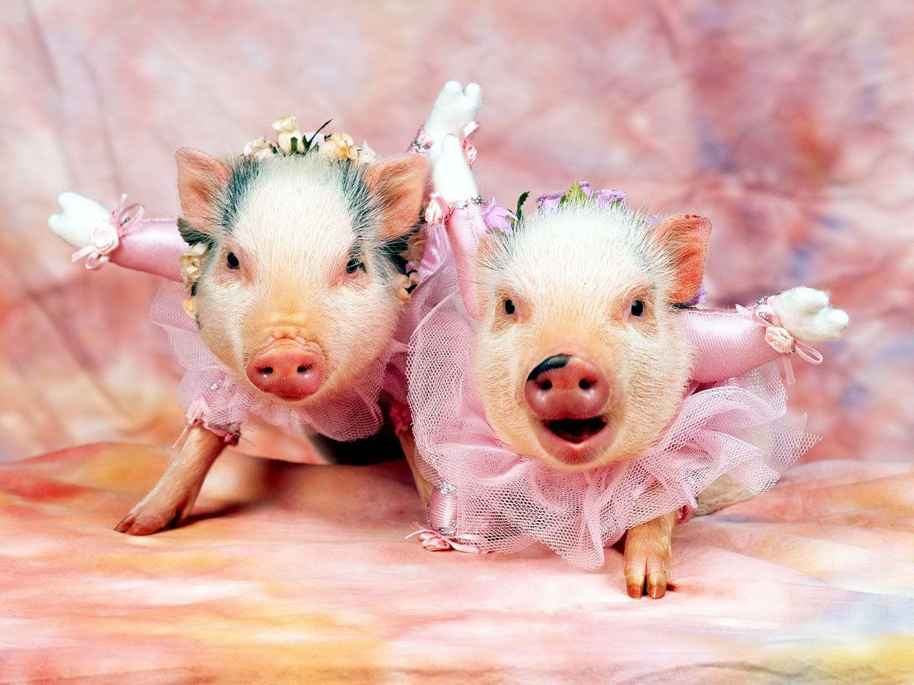 Pigs Picture Funny Pig Wallpaper