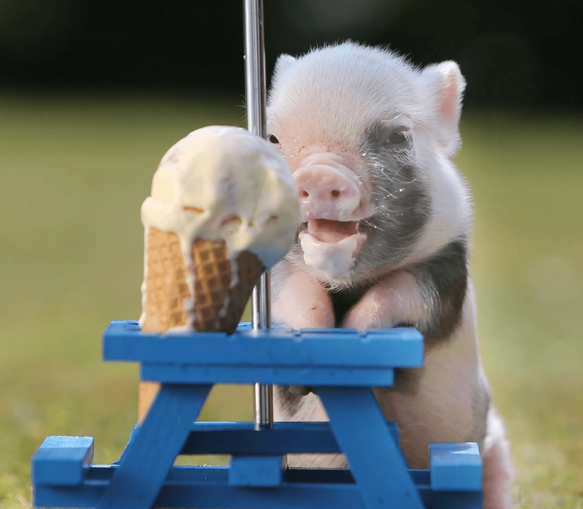 teacup pig with icecream HD Wallpaper
