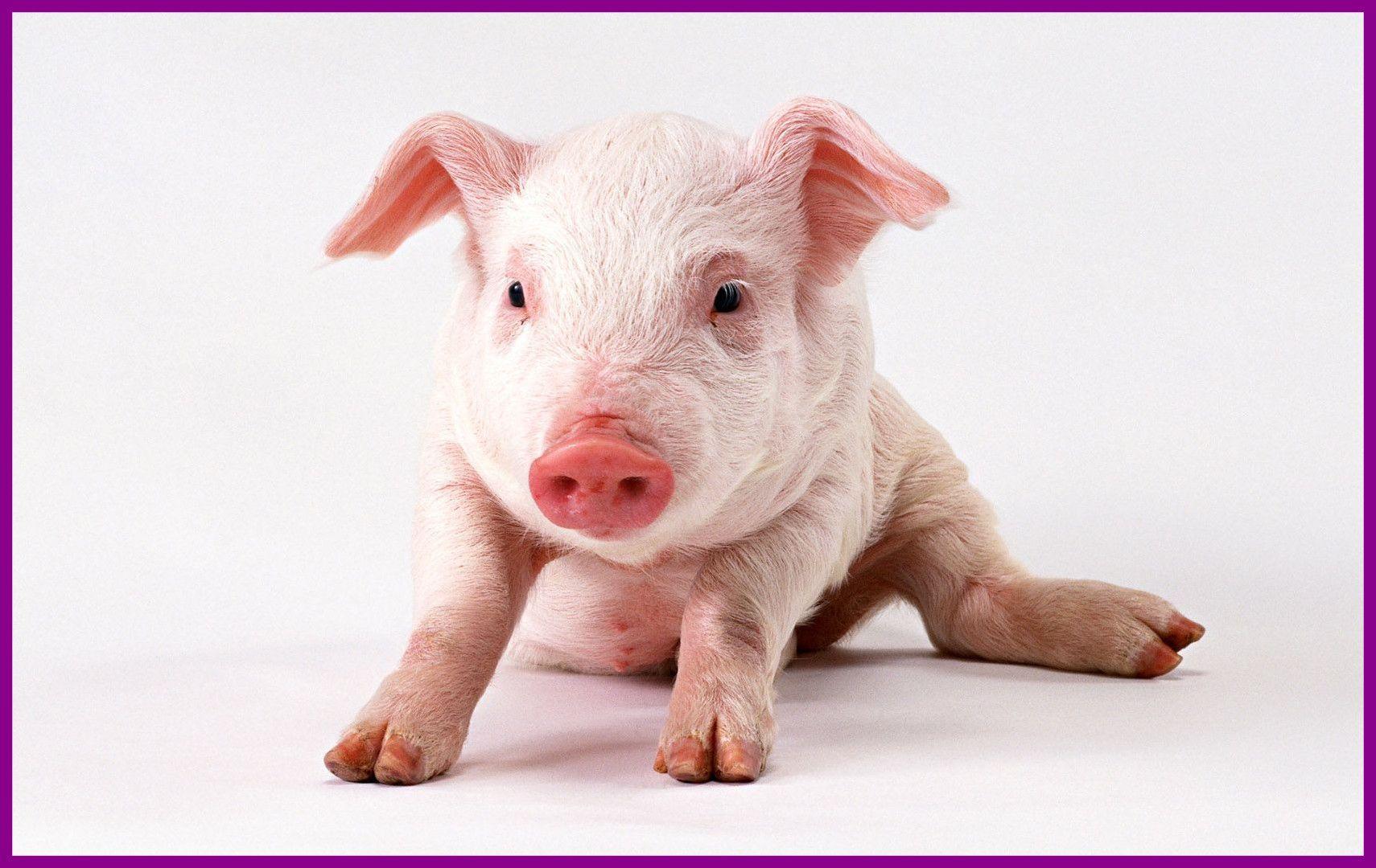 Appealing Pig Wallpaper Px Hdwall Pict For Cute Background Styles