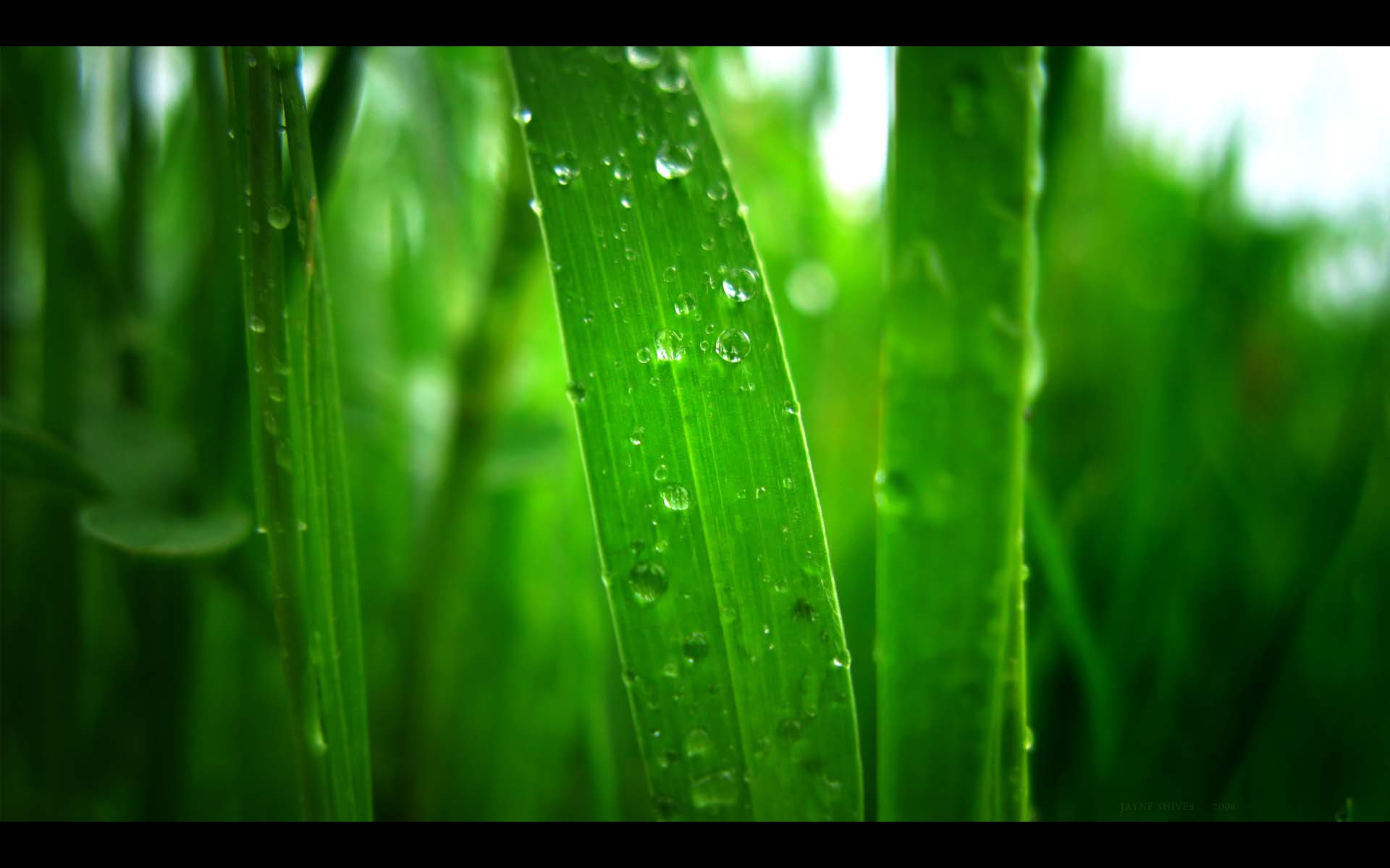 Green Grass Hd Desktop Wallpaper Rain