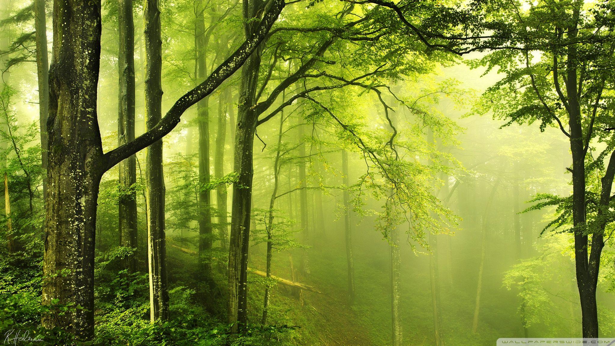 Beautiful Green Forest ❤ 4K HD Desktop Wallpaper for 4K