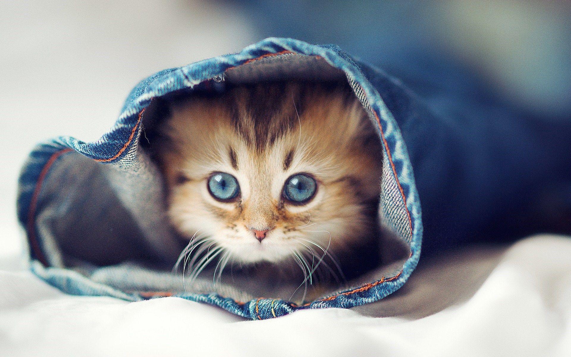 cute cat wallpaper kitten wallpaper desktop HD cute cat