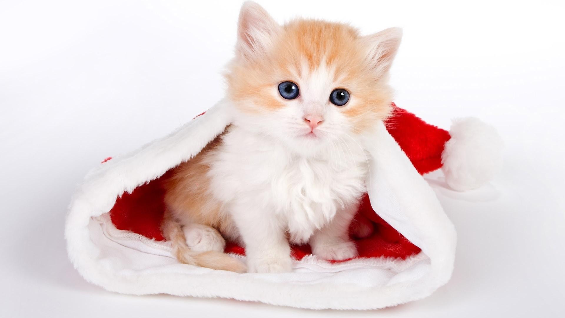 Cute Christmas Cat Wallpaper Desktop Wallpaper. High