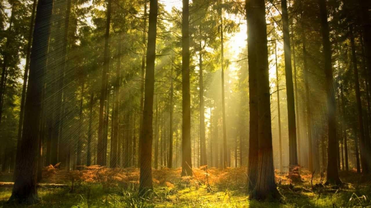 Background Music Instrumental & Nature Daily N°005