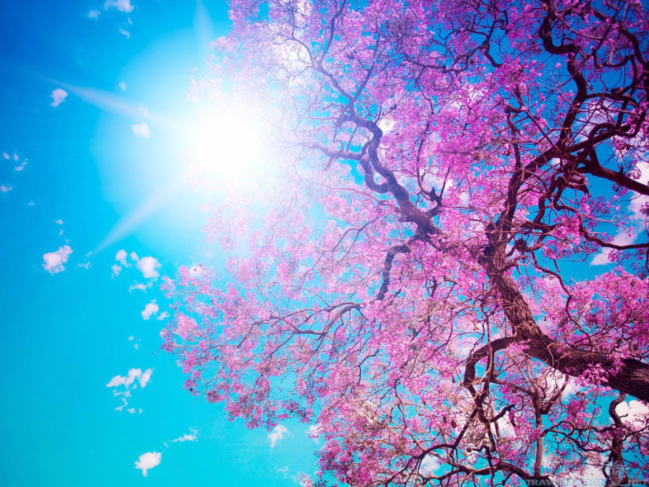 Beautiful Tree HD Wallpaper, For Free Download